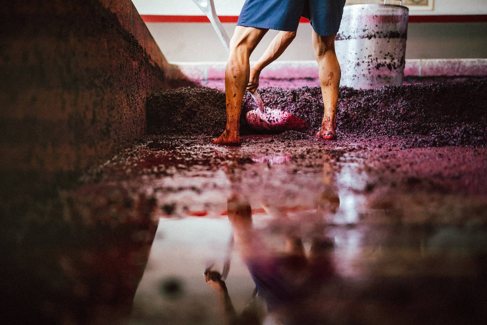 Quinta da Pacheca – Visita & Lagarada Tradicional