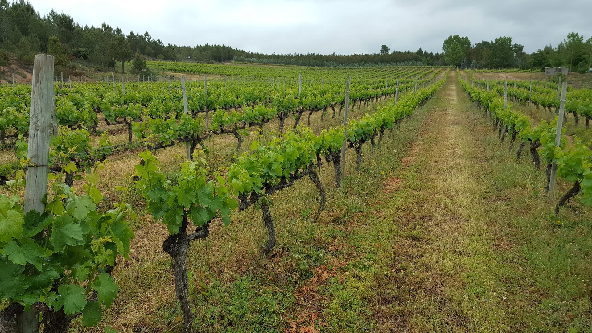 Textura Wines – Visita & Prova Textura