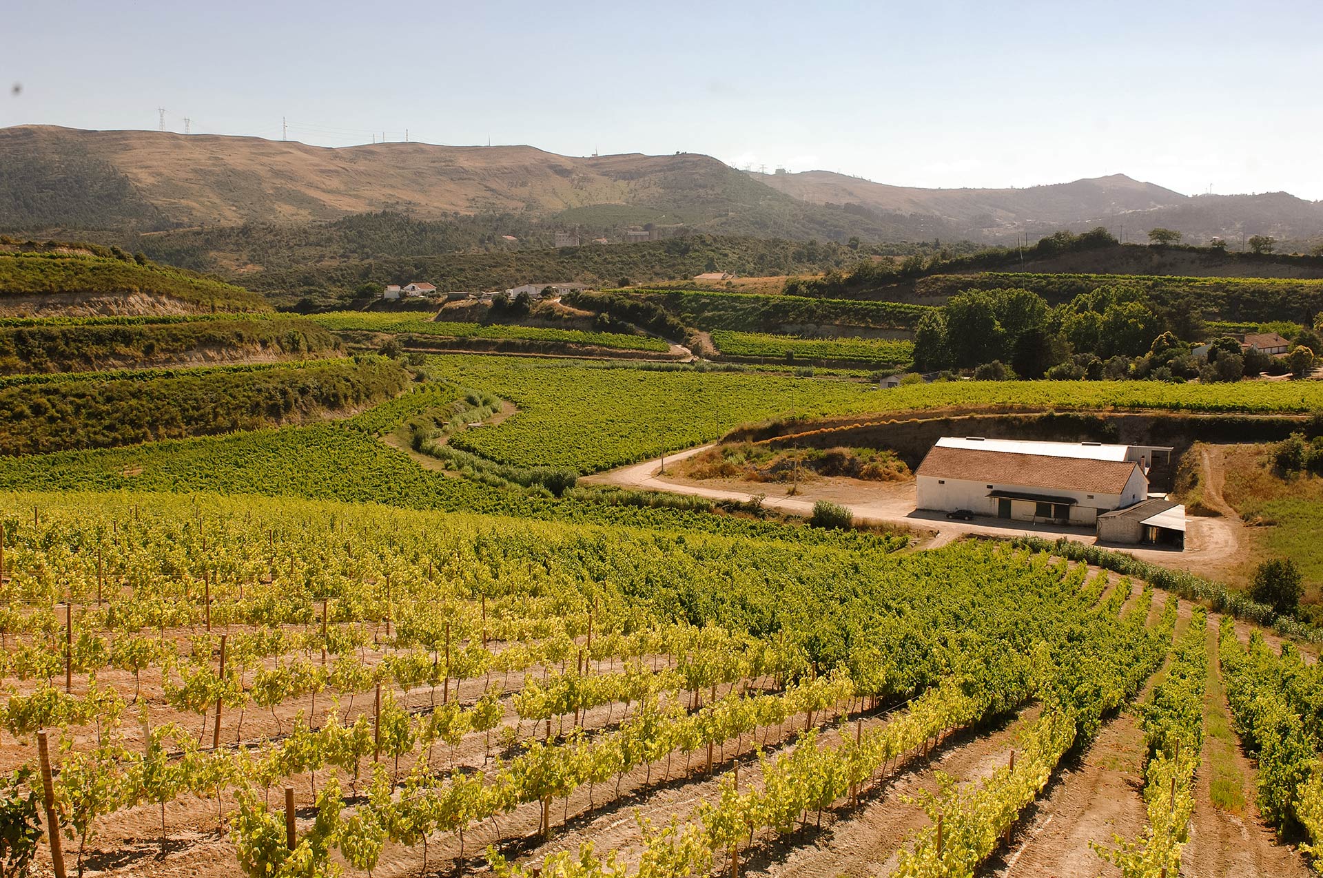 Quinta do Boição – Experiência de Poda