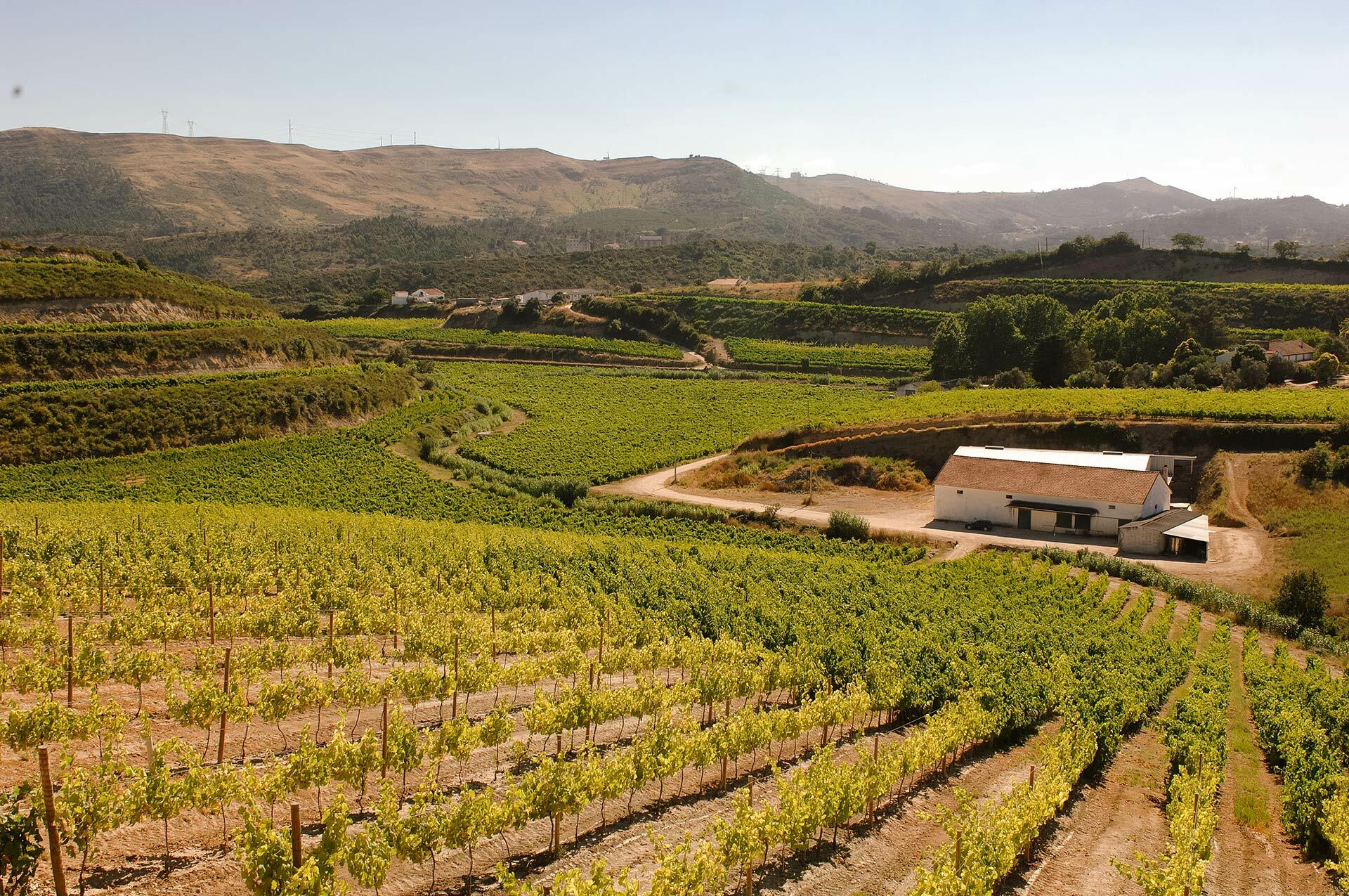 Quinta do Boição – Visita & Prova Harmonizada