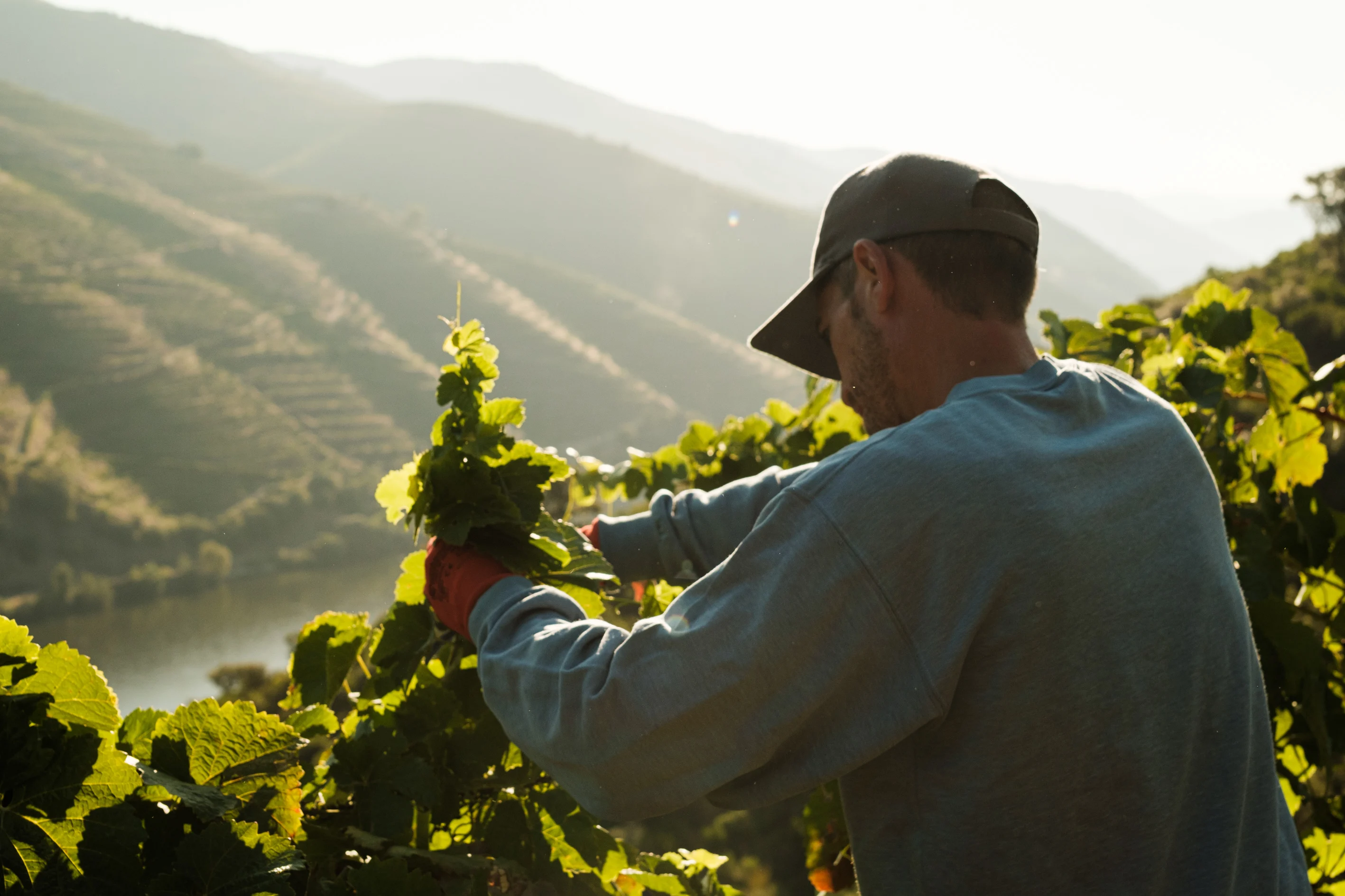 Quinta do Val Moreira – Atividade de Vindimas