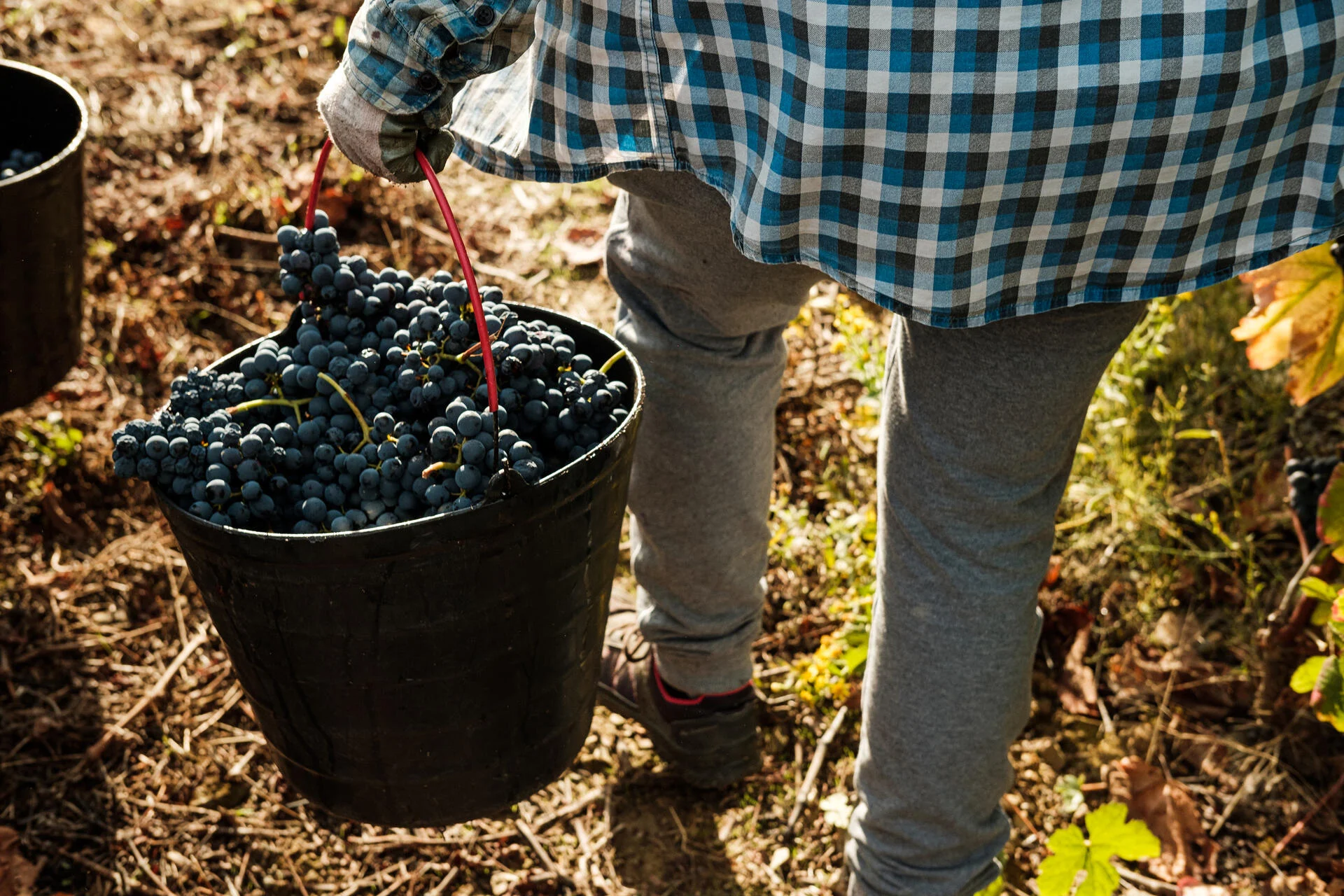 Quinta do Val Moreira – Atividade de Vindimas