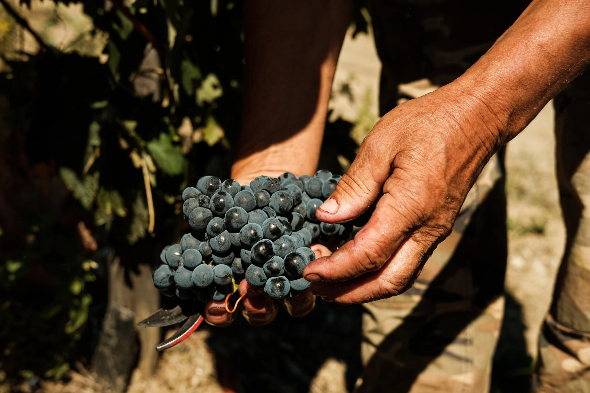 Quinta do Val Moreira – Atividade de Vindimas