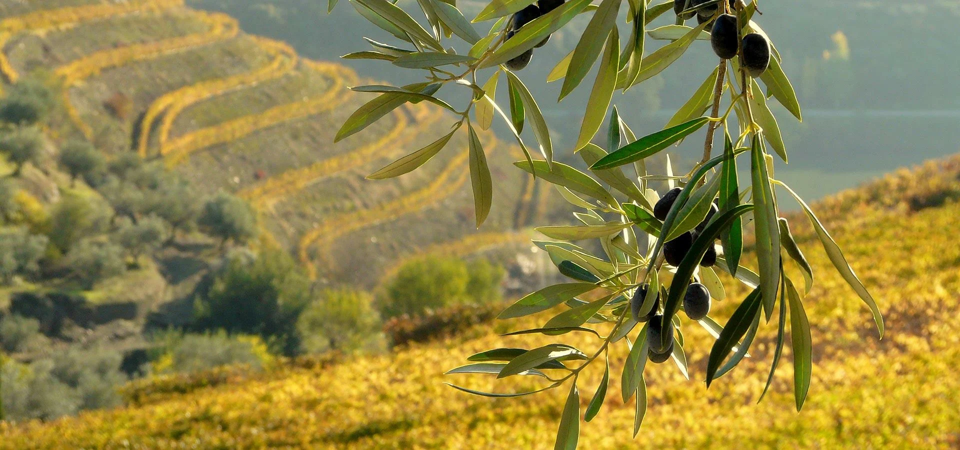 Quinta do Crasto – Visita & Prova de 5 Vinhos