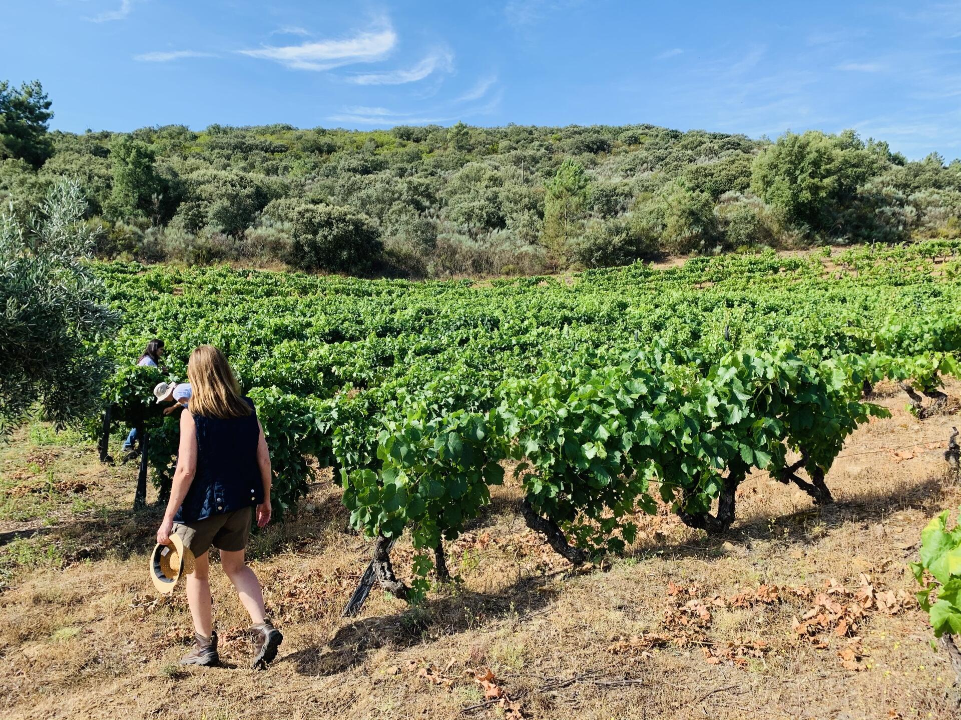 Quinta da Vineadouro – Almoço & Visita