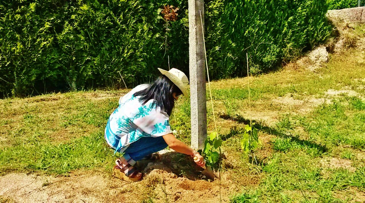 Quinta de Santa Cristina – Wine & Vine Planting