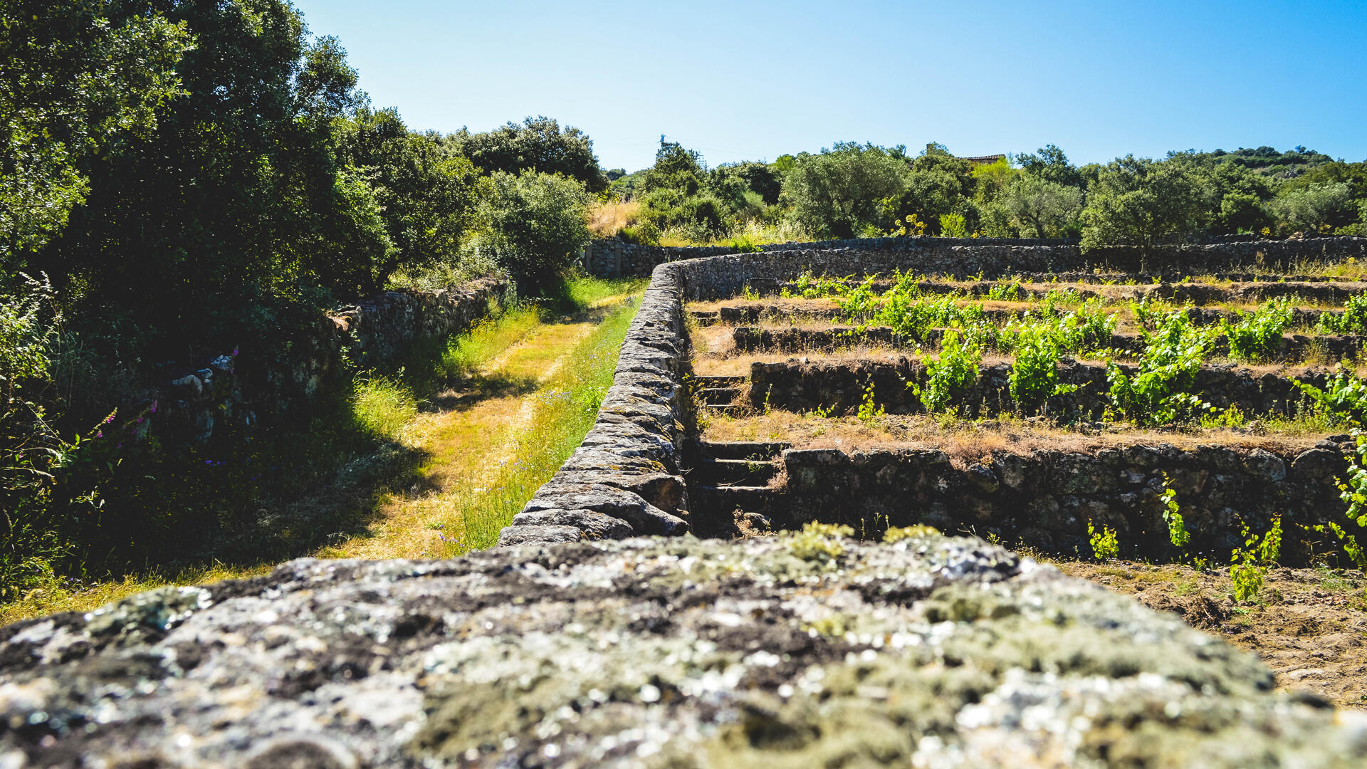 Quinta da Vineadouro – Prova de Vinhos & Almoço