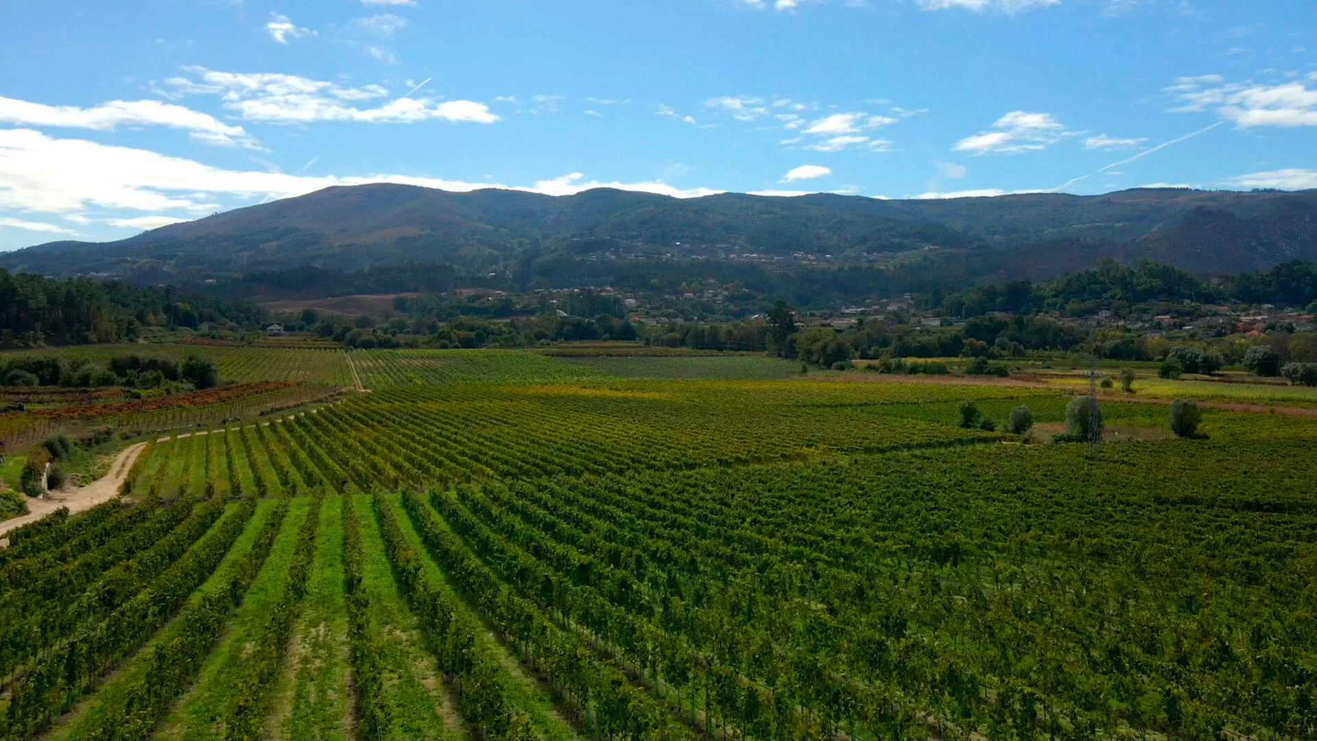 Tour Privado Vinhos Verdes