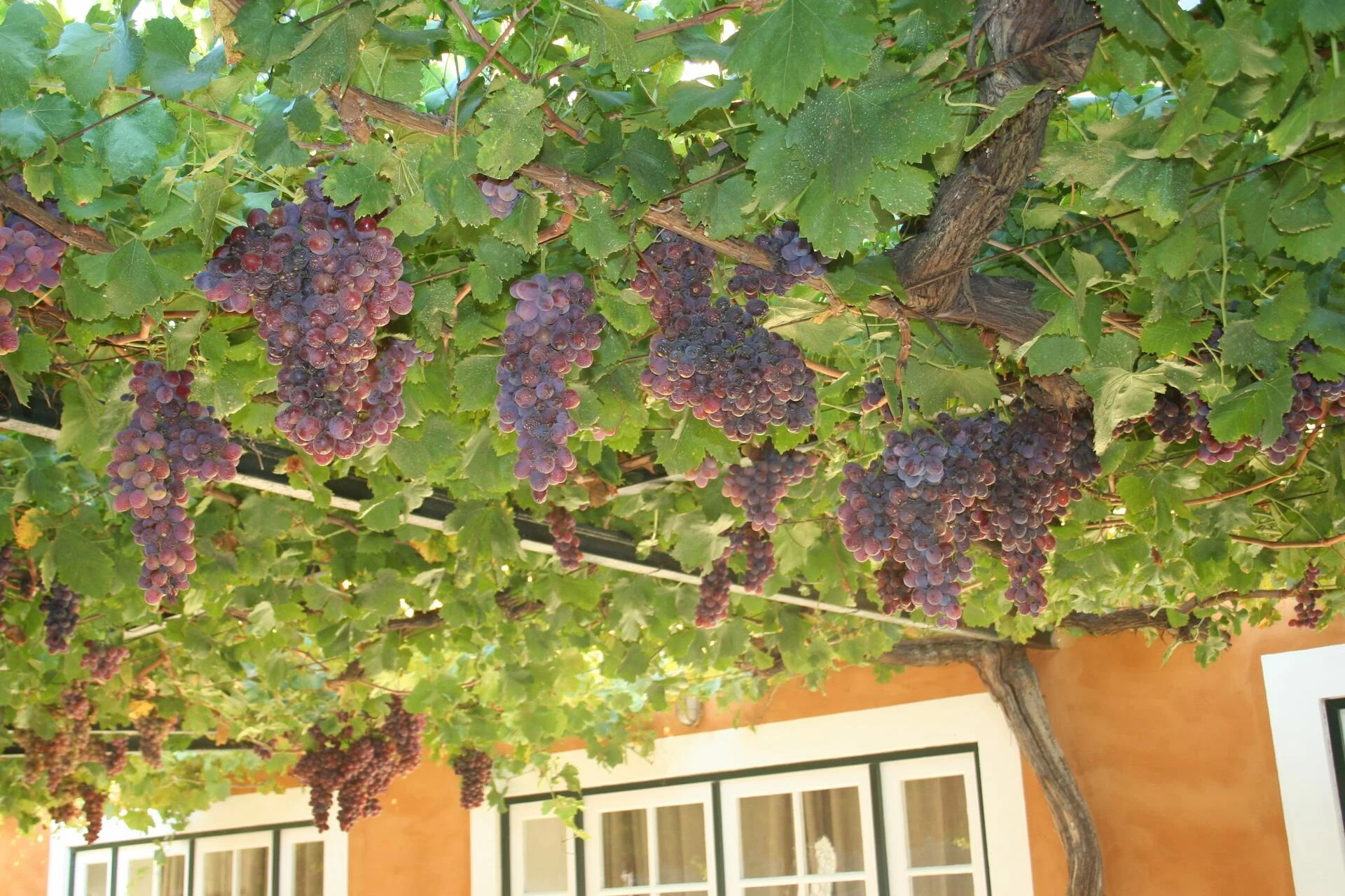 Quinta do Vallado – Prova Vallado