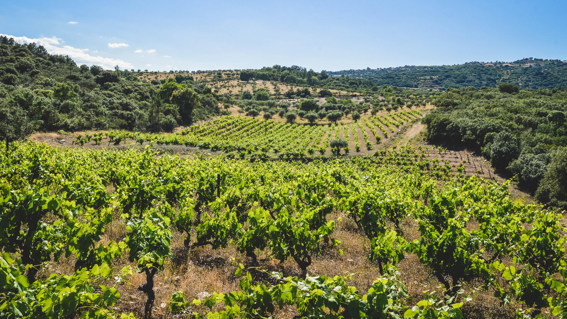 Quinta da Vineadouro – Castelo & Piquenique