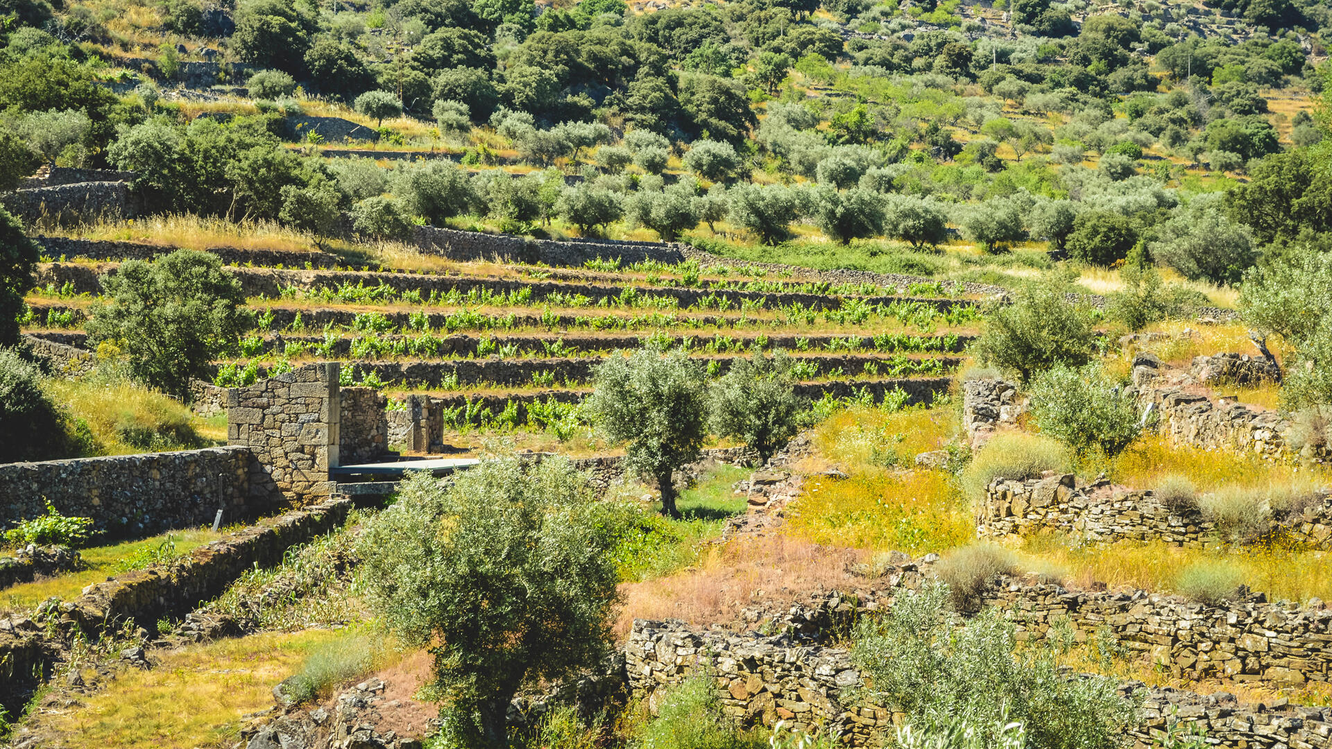 Quinta da Vineadouro – Castelo & Piquenique