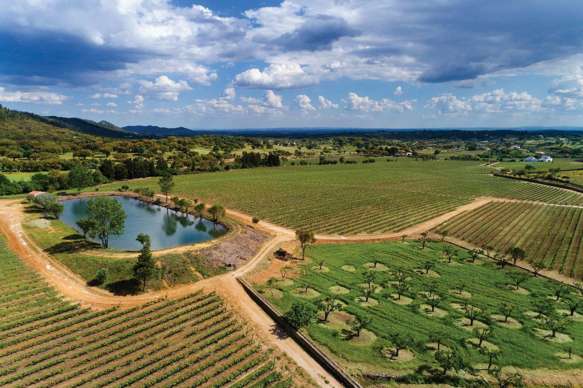 Quinta da Fonte Souto – Programa de Vindimas