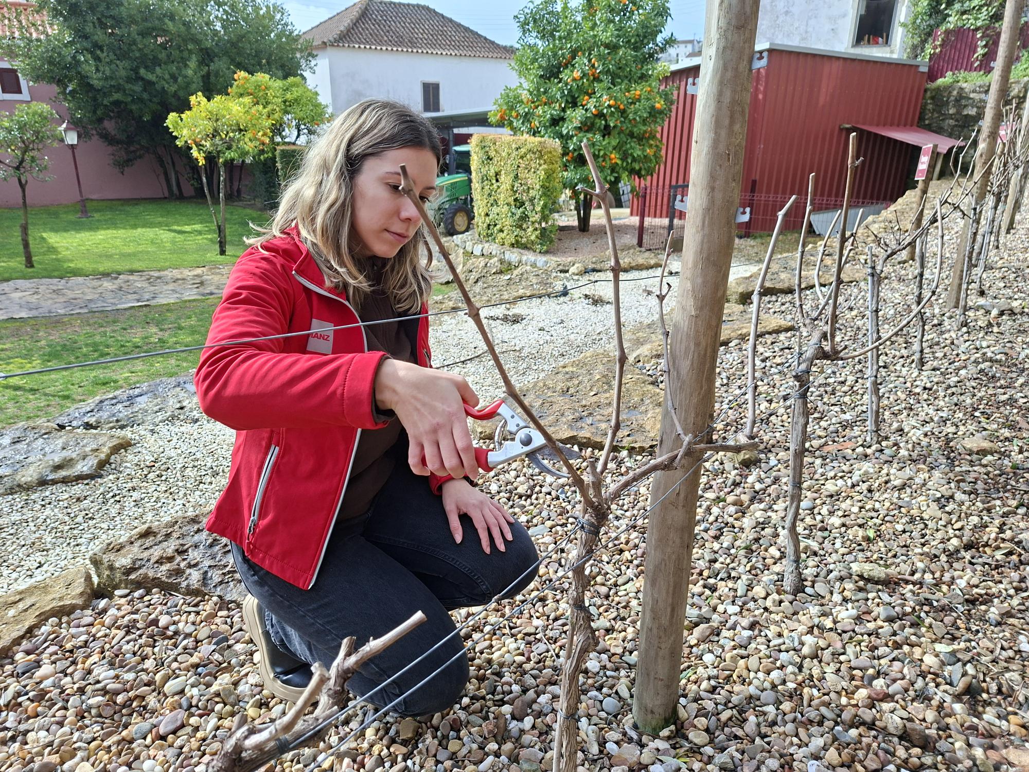 Manzwine – Workshop de Poda