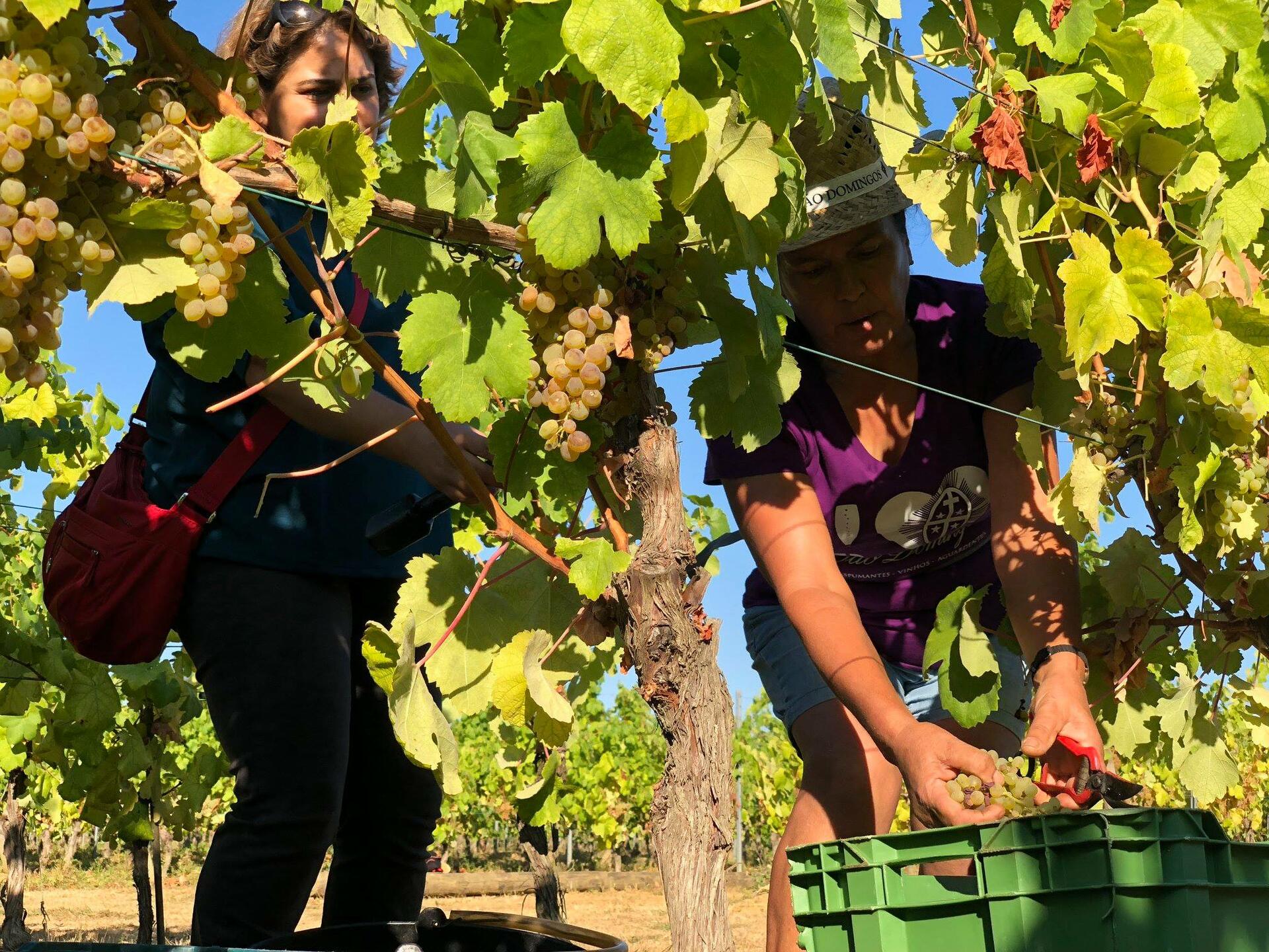 Caves São Domingos – Vinhos & Espumantes