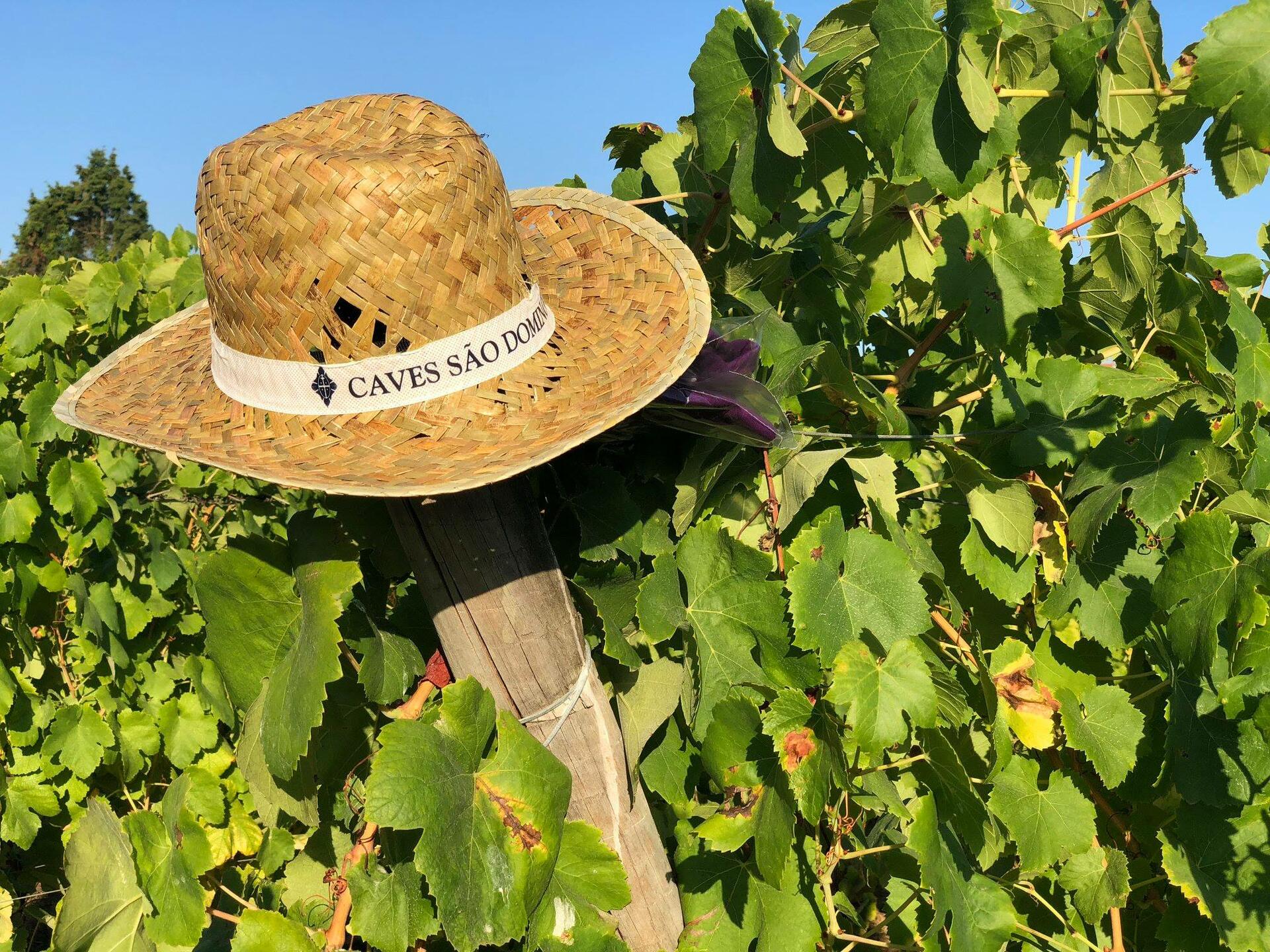 Caves São Domingos – Vinhos & Espumantes