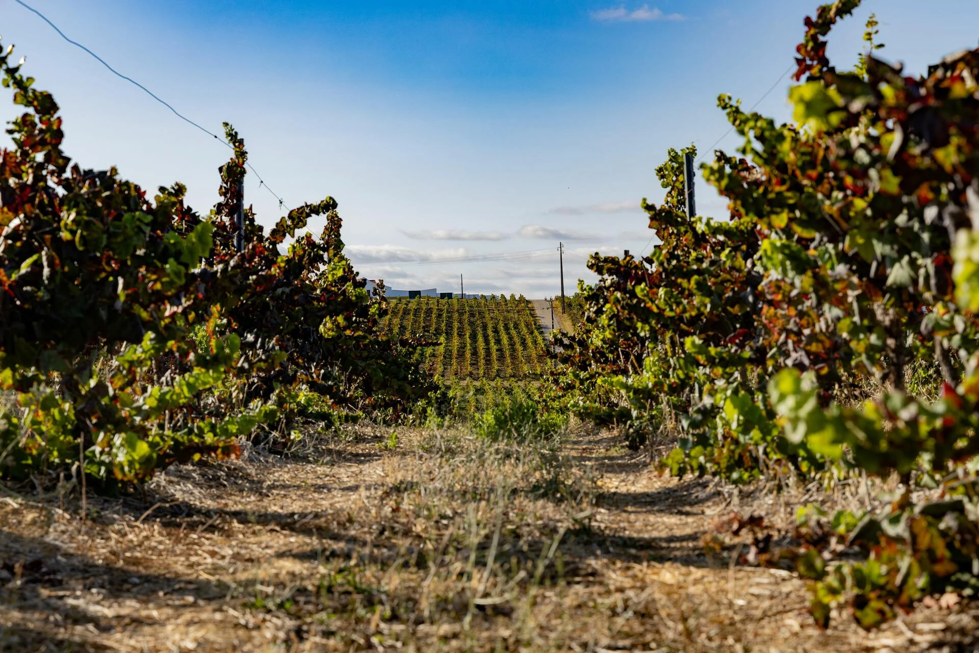 Quinta do Sampayo – Caminhada pelas Vinhas