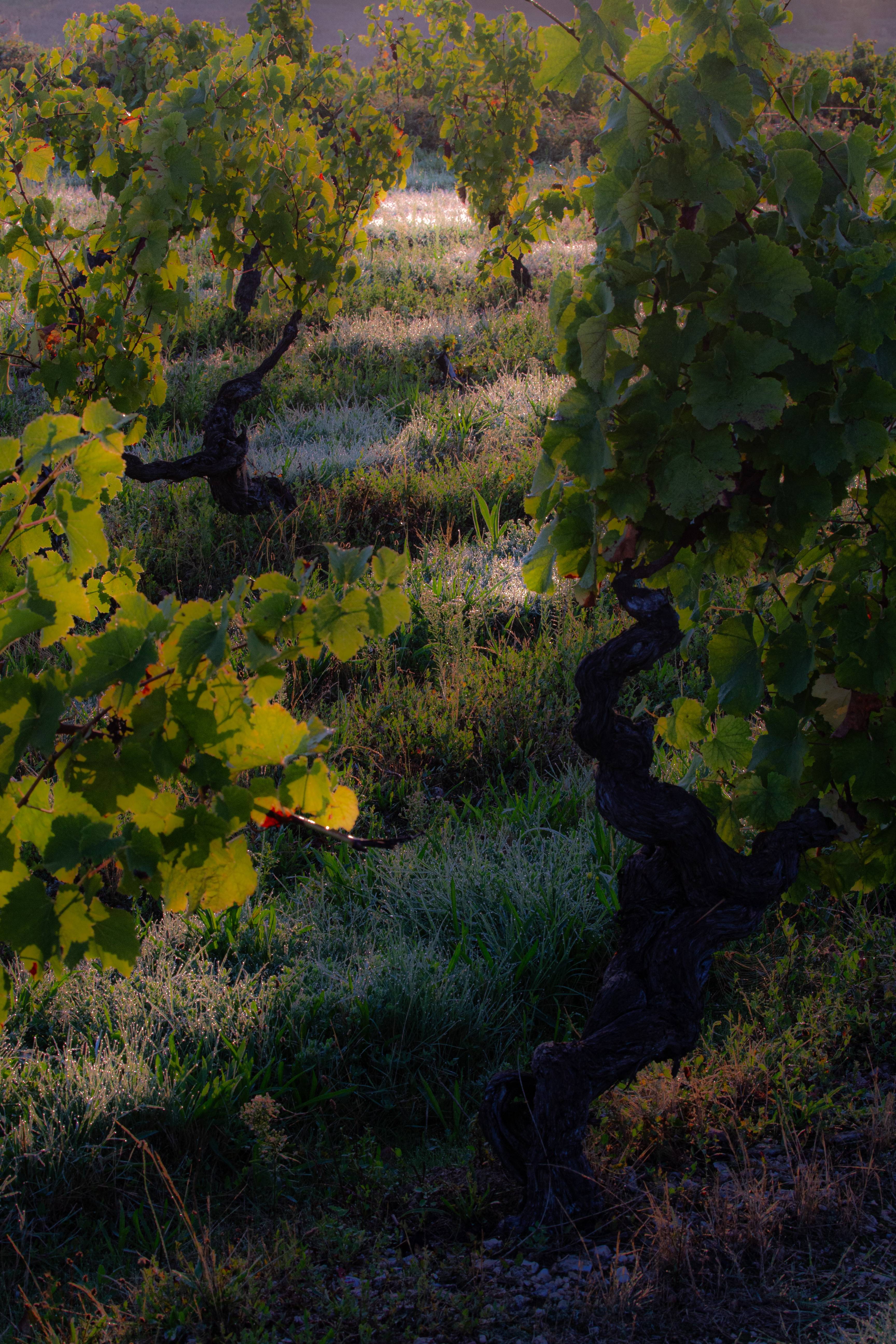 Frolicking in the vineyards – For children