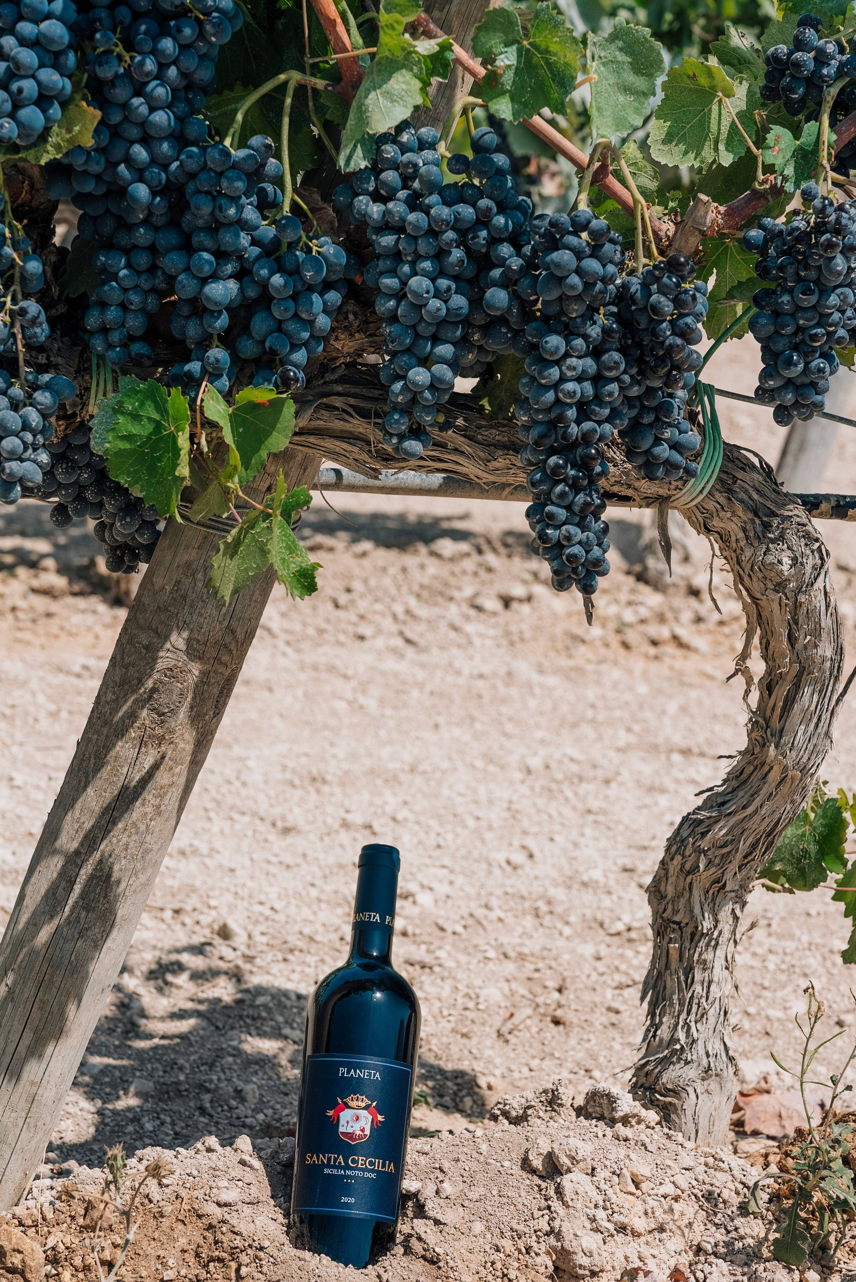 Trip to the DOC Noto Grand Tour