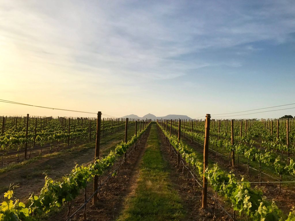 Wine tasting at Celler Mas Geli