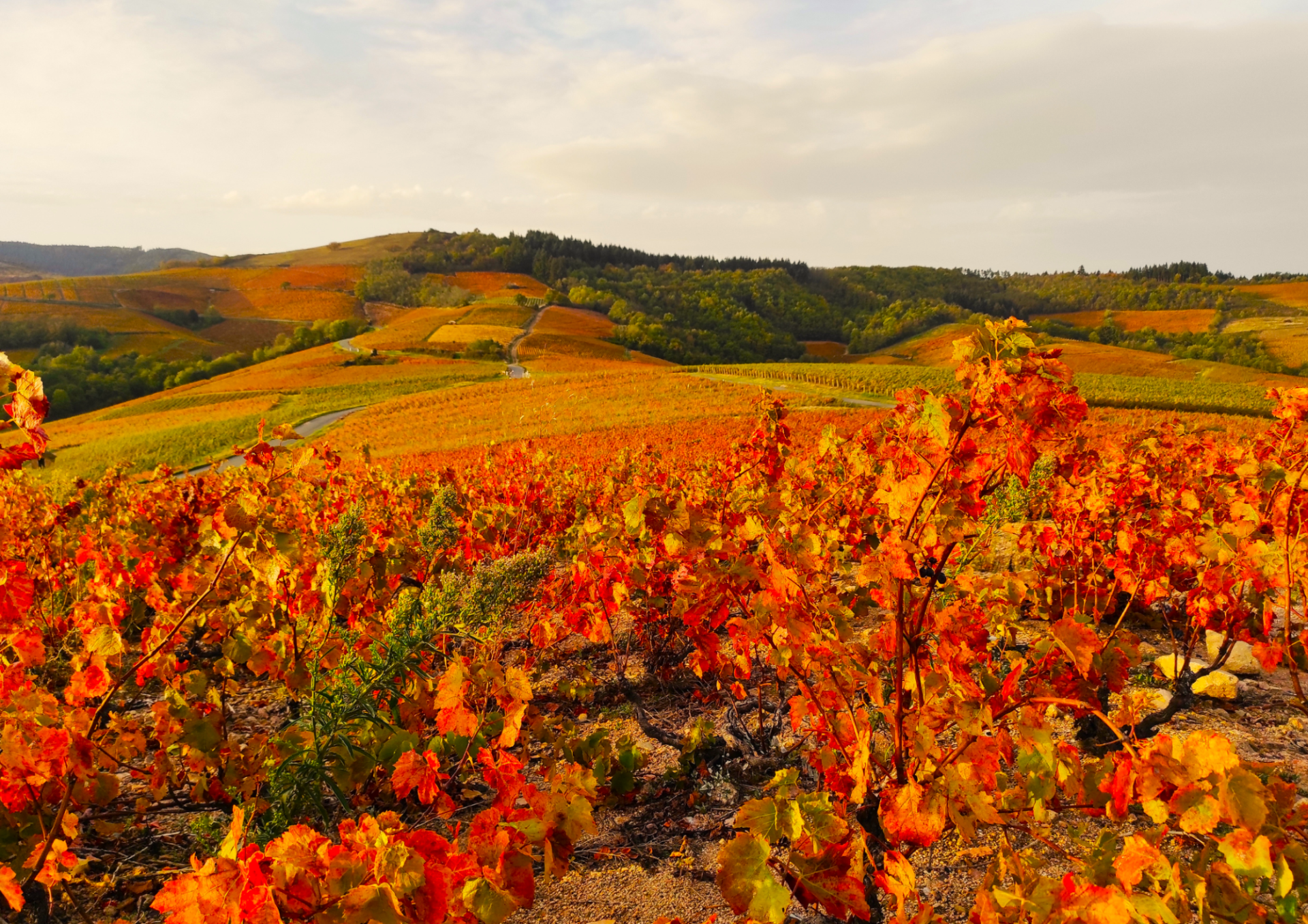 Country activity – winegrower’s picnic