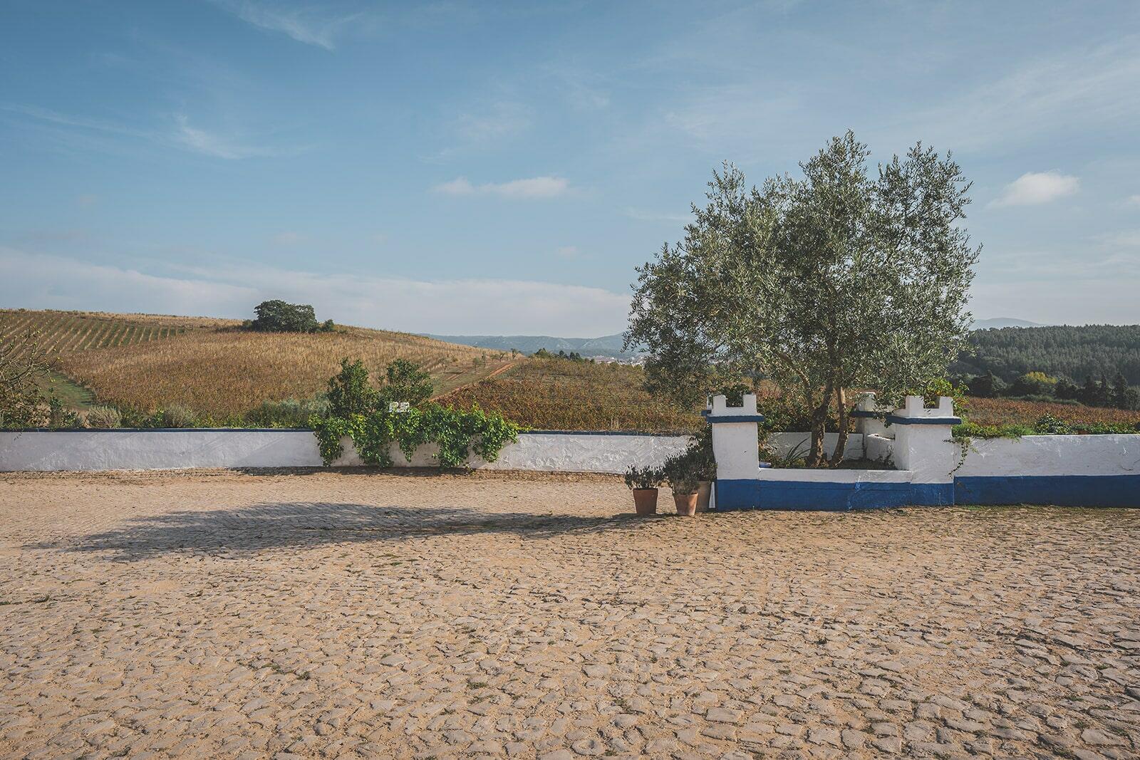 Quinta do Olival da Murta – Visita & Prova