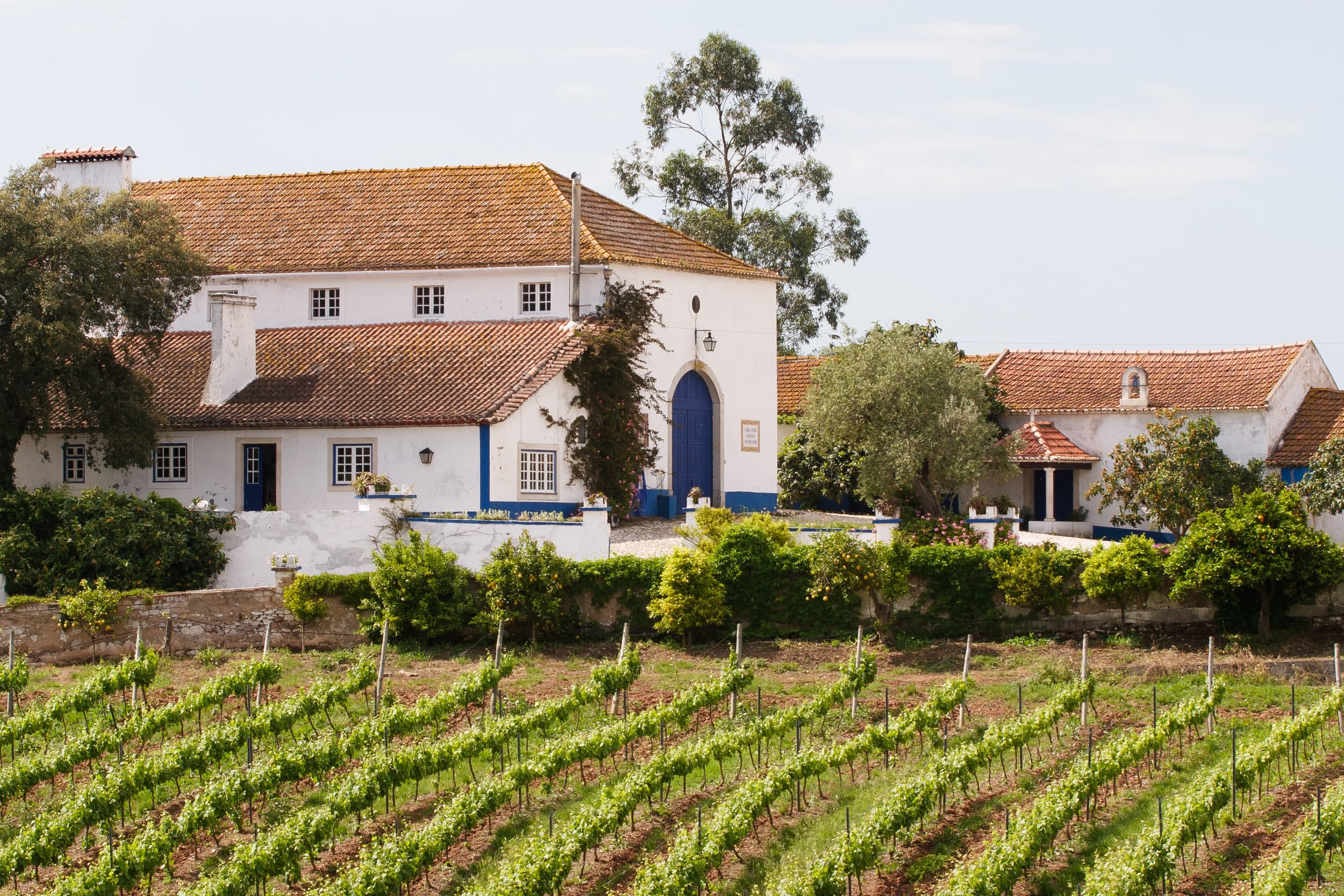 Quinta do Olival da Murta – Visita & Prova