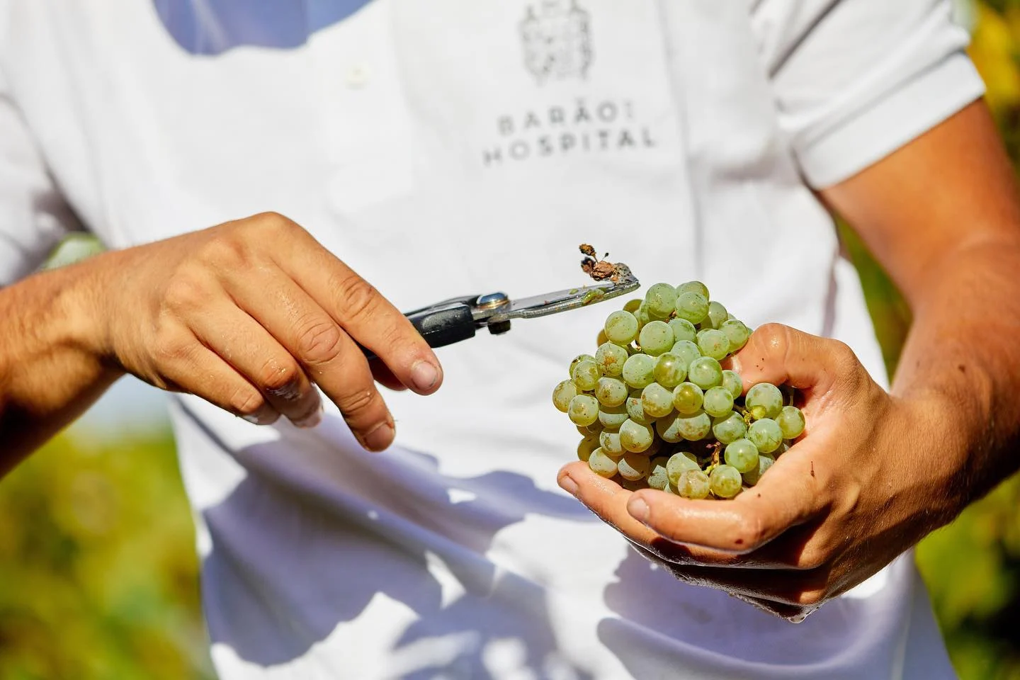 Quinta do Hospital – Visita & Prova Alvarinho