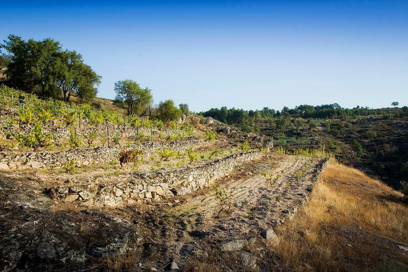 Adega Maçanita – As Castas do Douro