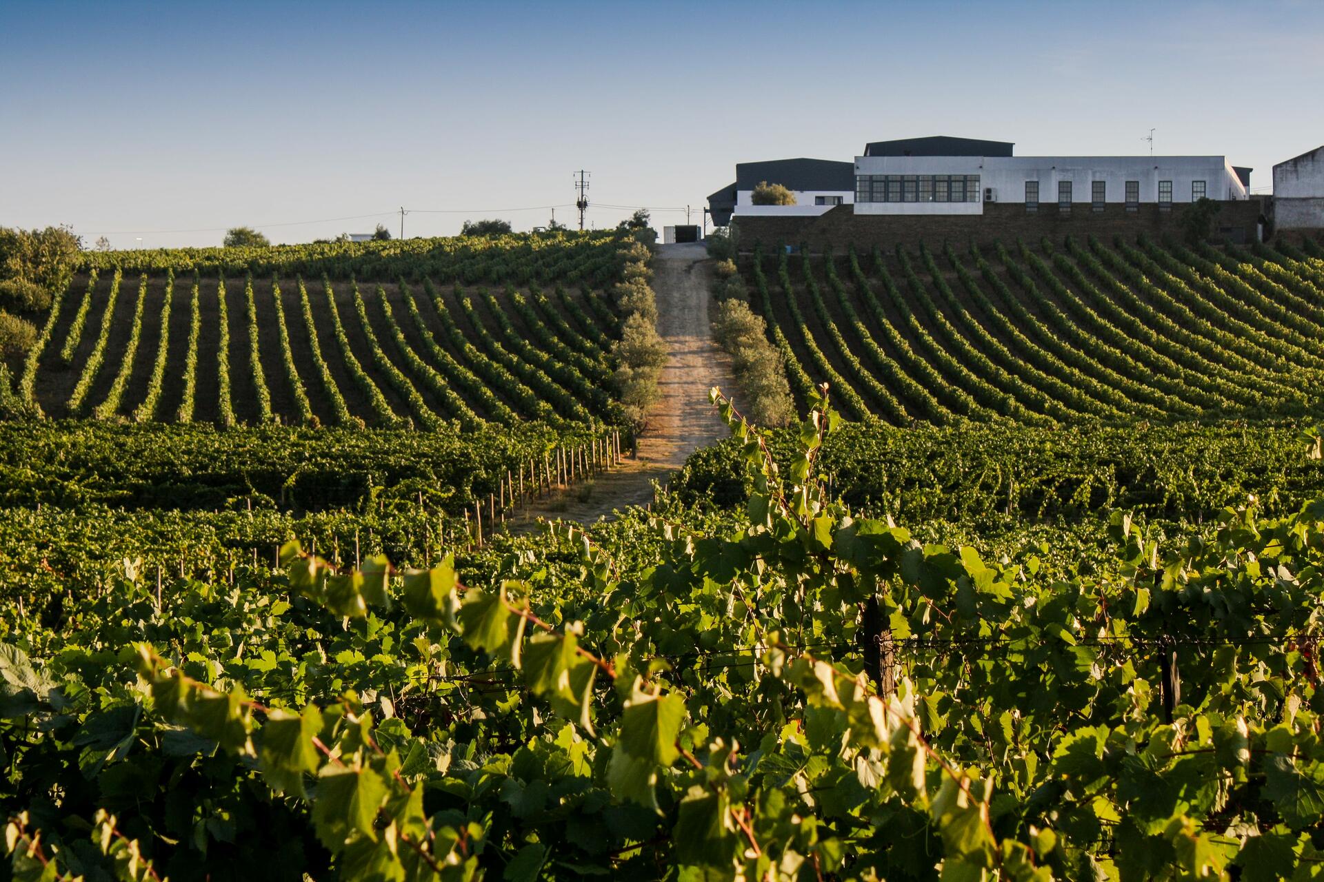 Quevedo – Queijo & Vinho do Porto