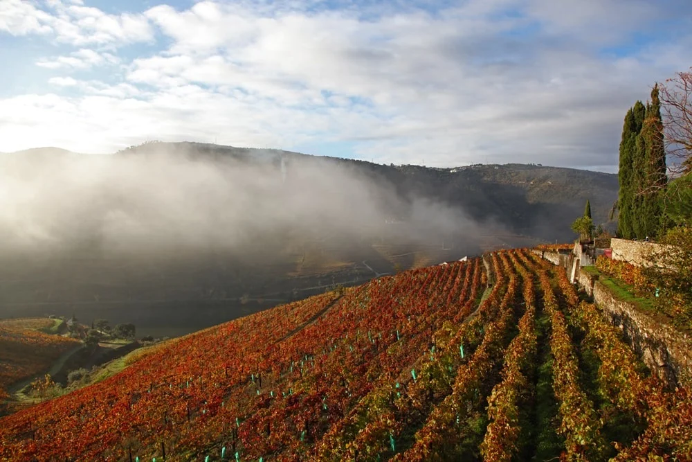 Quinta Nova – Visita Reserva