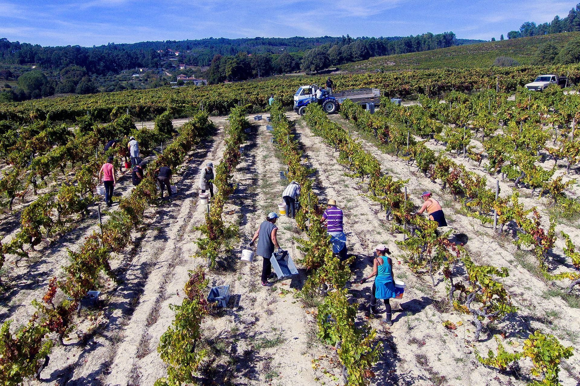 Taboadella – Merenda na Vindima