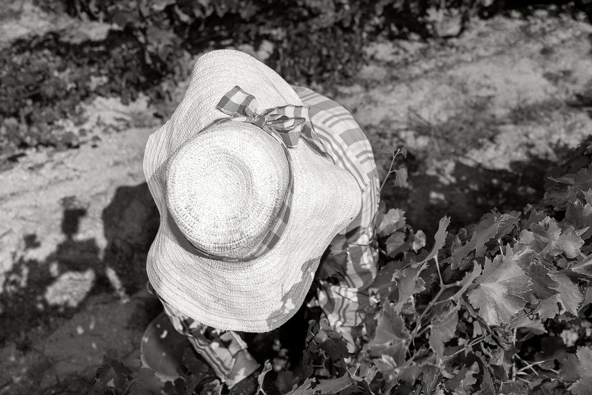 Taboadella – Merenda na Vindima