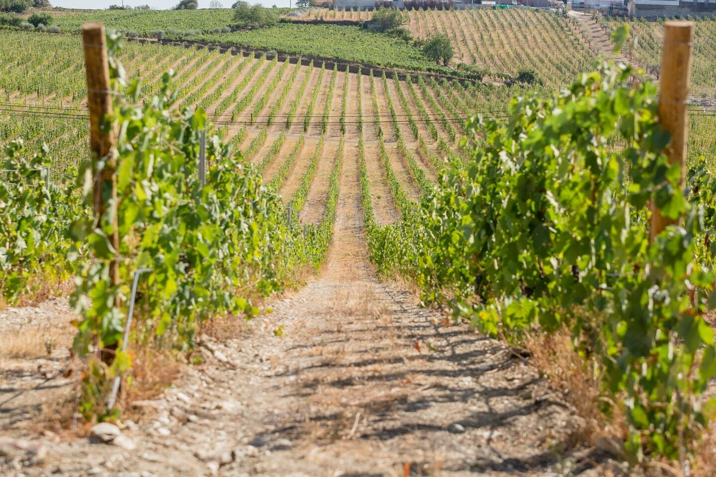 Quevedo – Almoço Douro