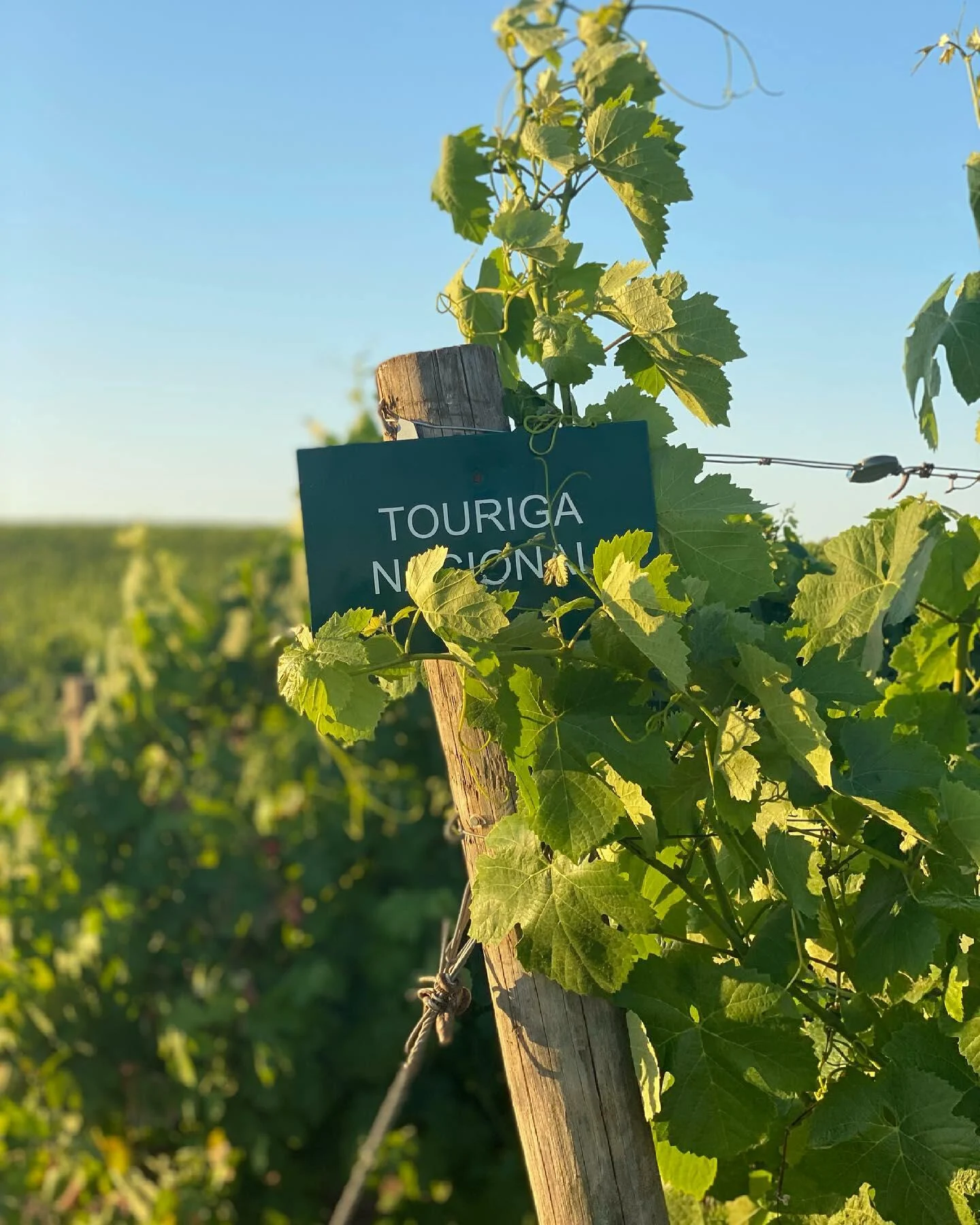 Casa de Santa Vitória – Prova Monocastas