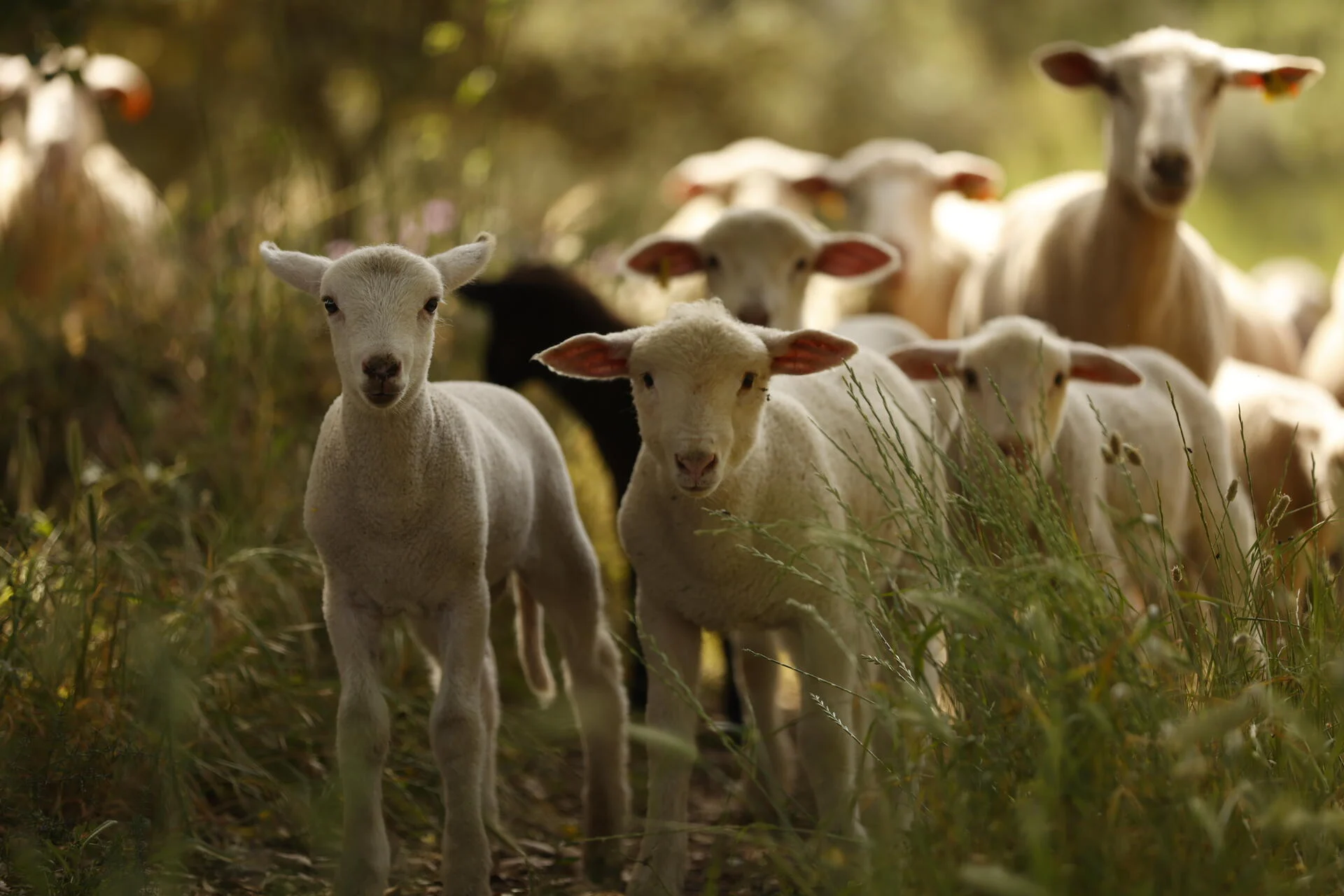 Monte da Bica Vinhos – Prova Bica