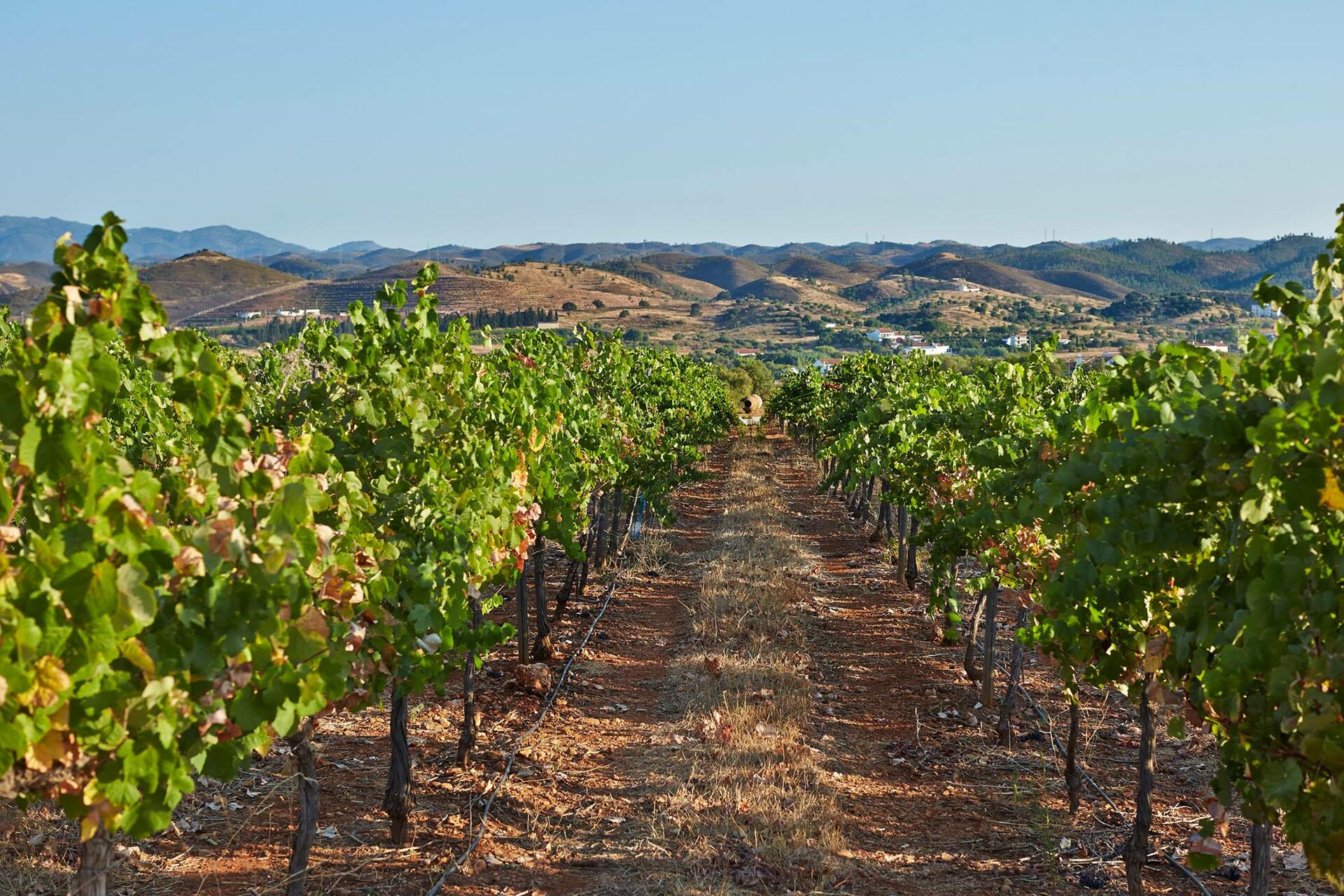 Sabores & Vinhos do Algarve