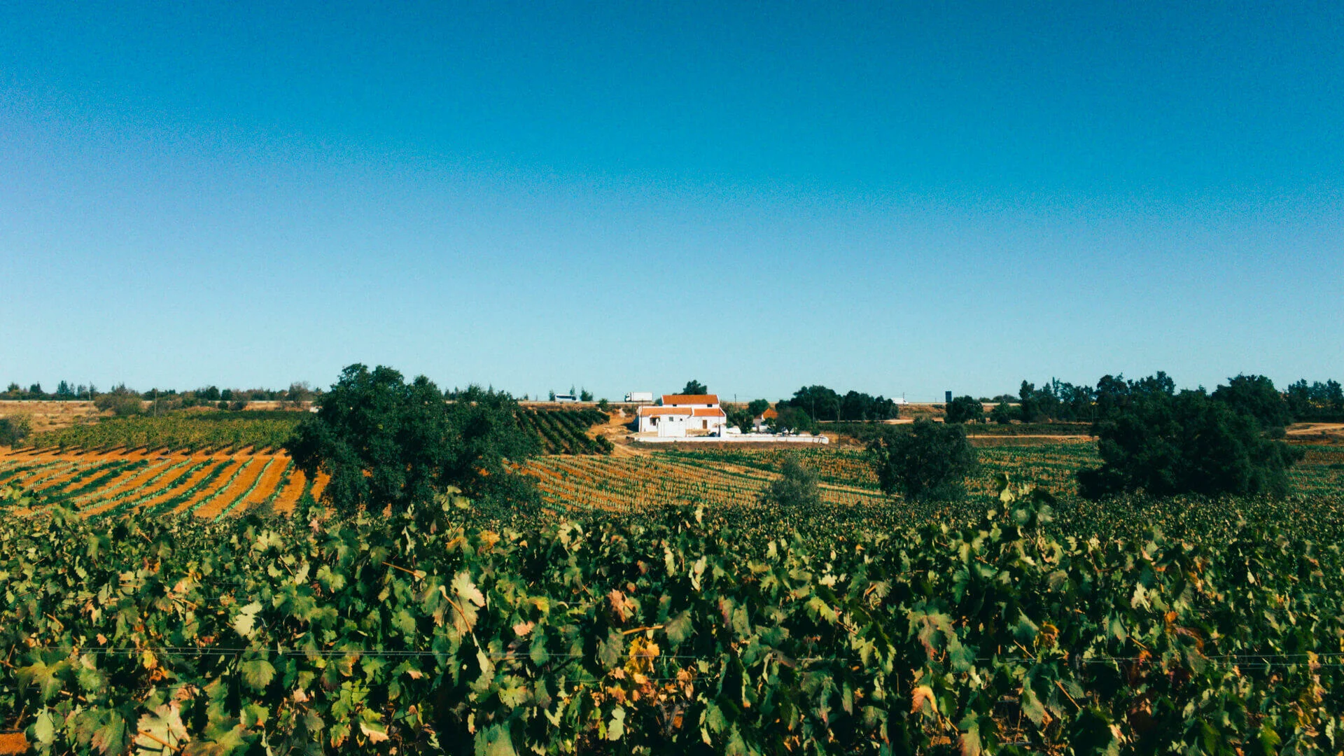 Sabores & Vinhos do Algarve