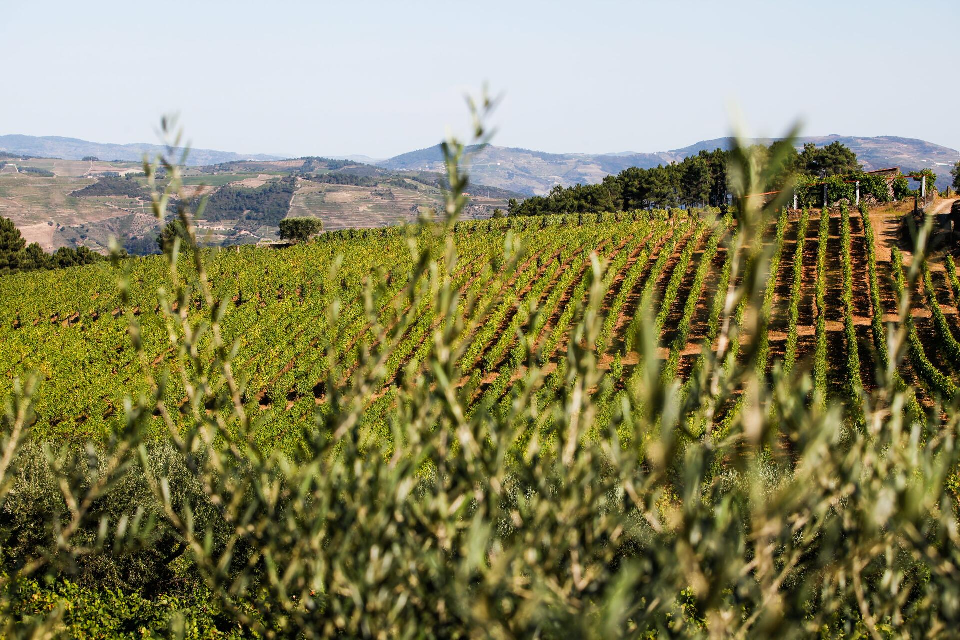 Quinta do Beijo – Visita Premium