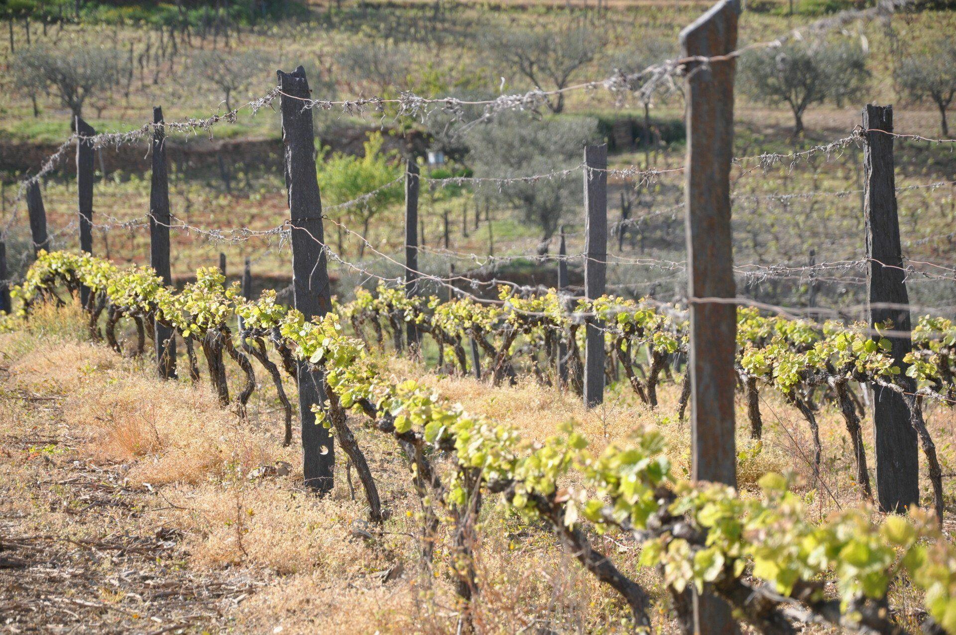 Quinta do Beijo – Visita & Prova Clássica