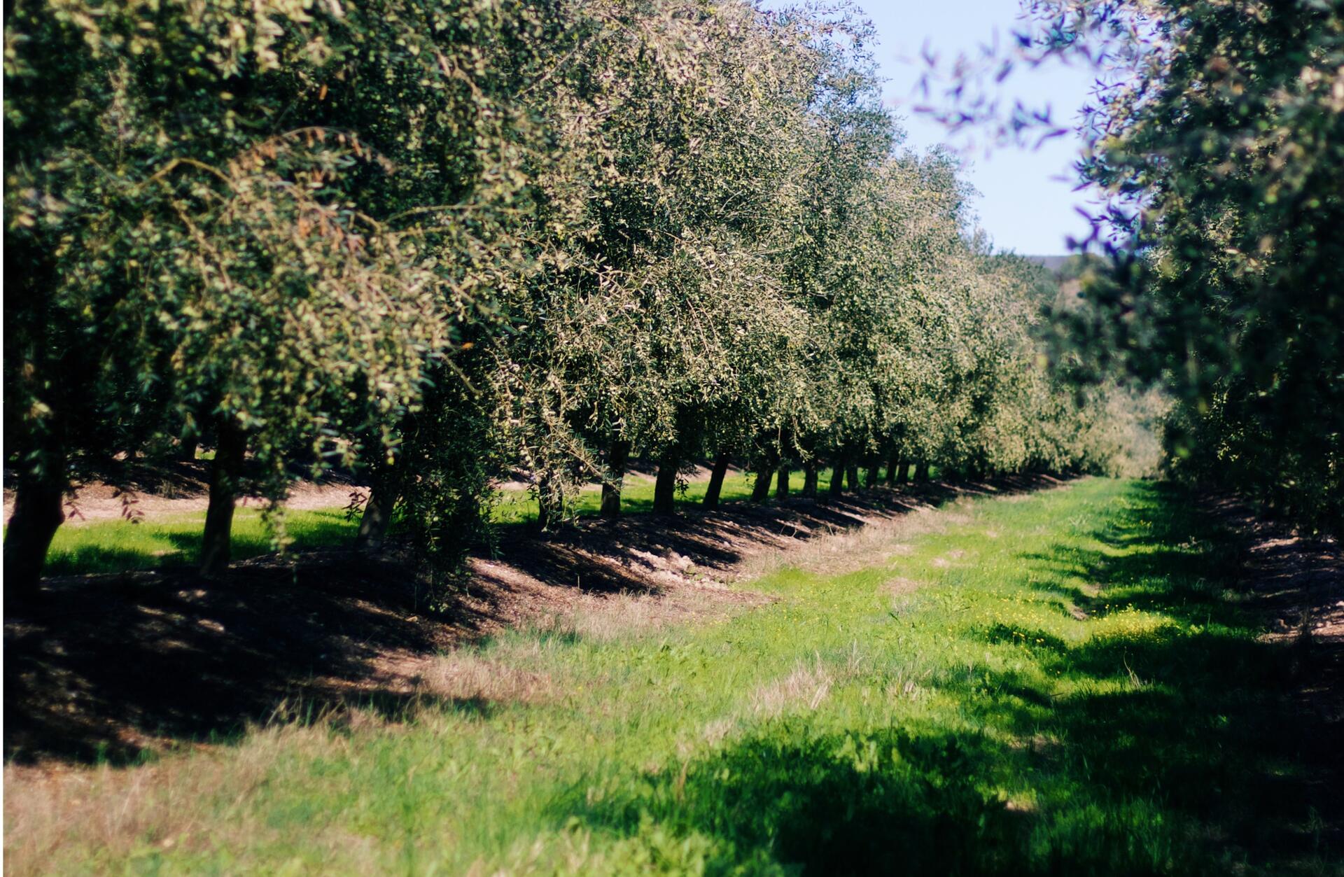 Olive Oil & Wine Tour Alentejo – Dia Inteiro