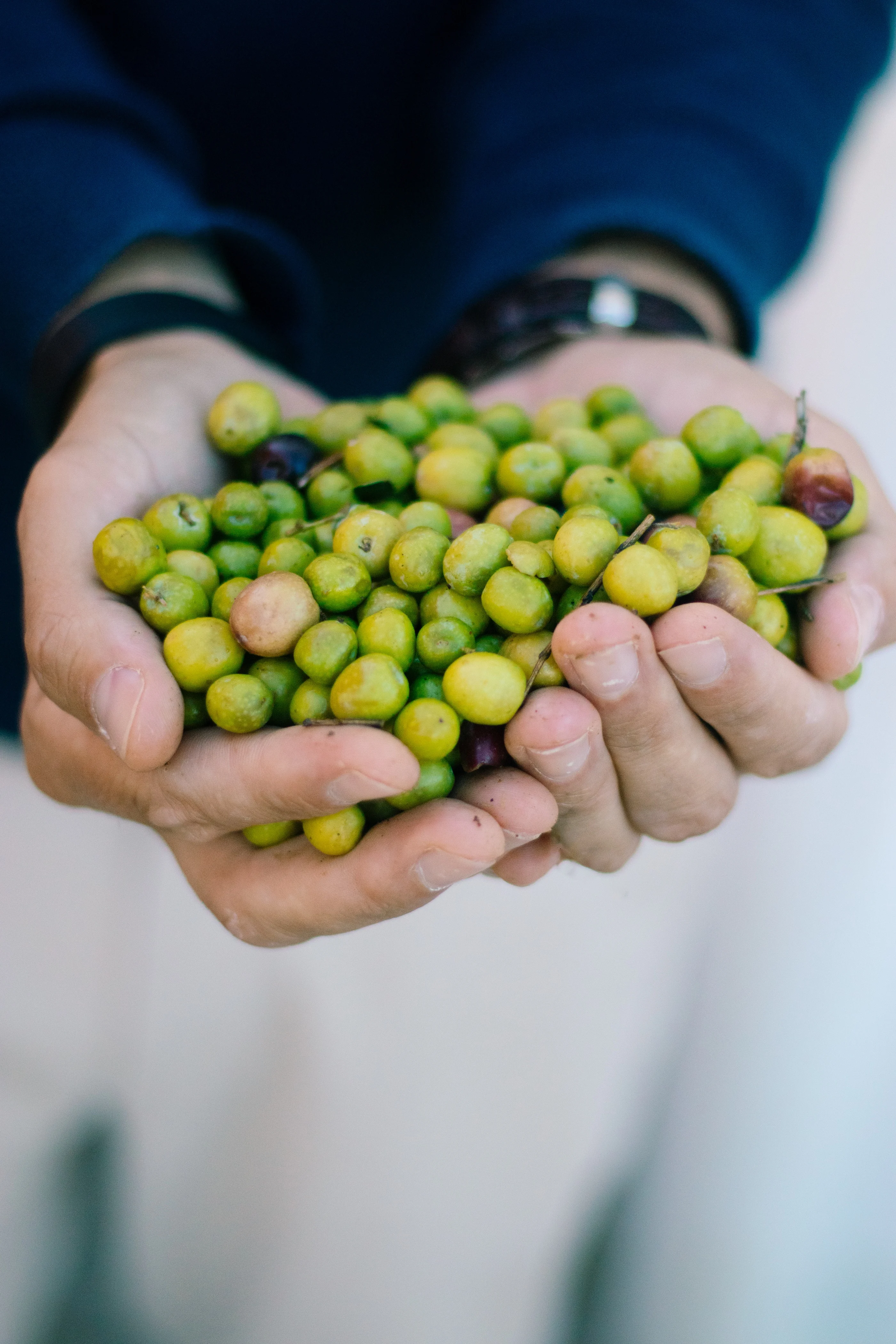 Olive Oil & Wine Tour Alentejo – Dia Inteiro