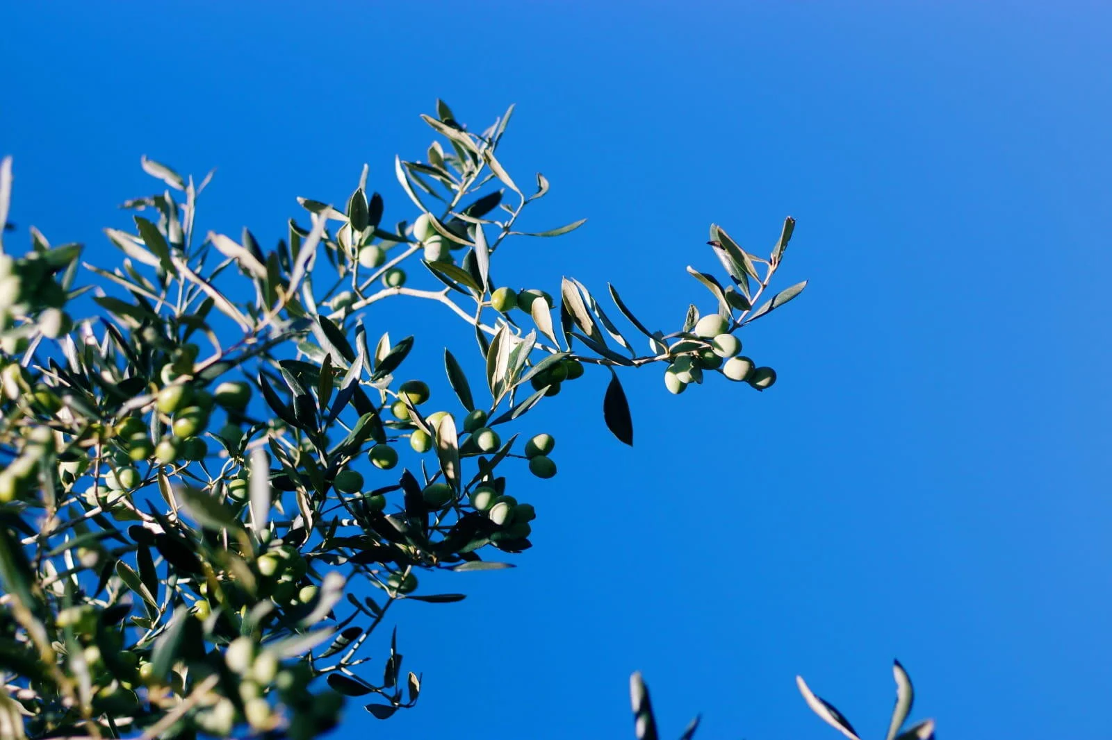 Olive Oil & Wine Tour Alentejo – Meio Dia