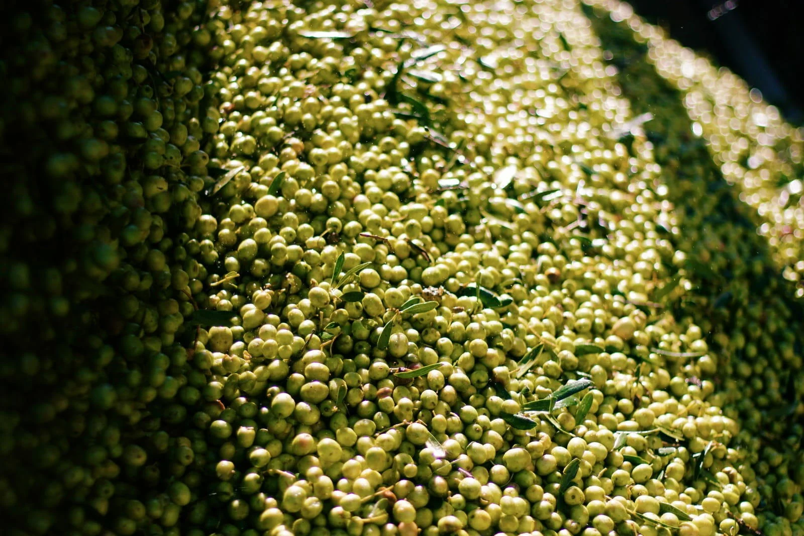 Olive Oil & Wine Tour Alentejo – Meio Dia