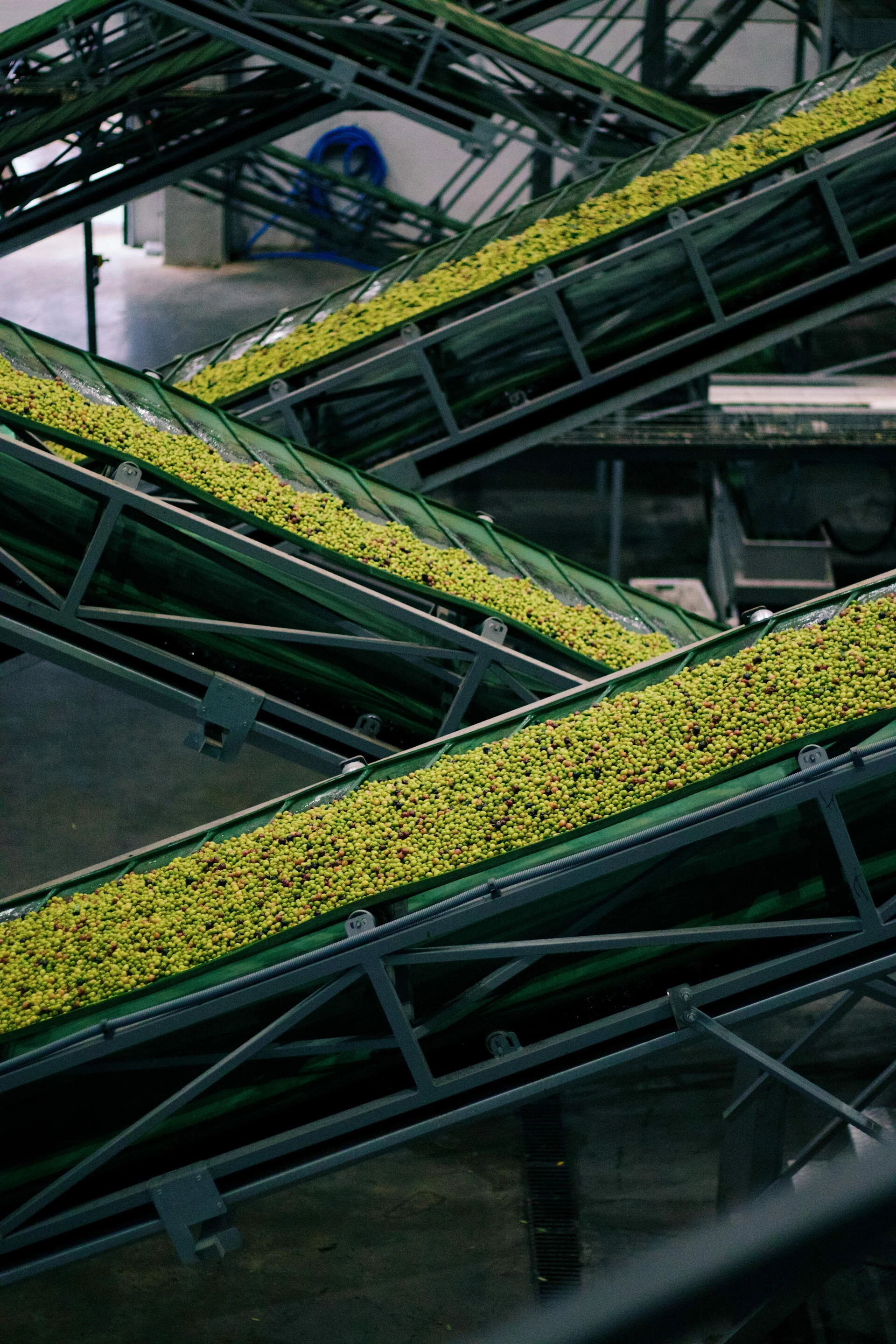 Olive Oil & Wine Tour Alentejo – Meio Dia