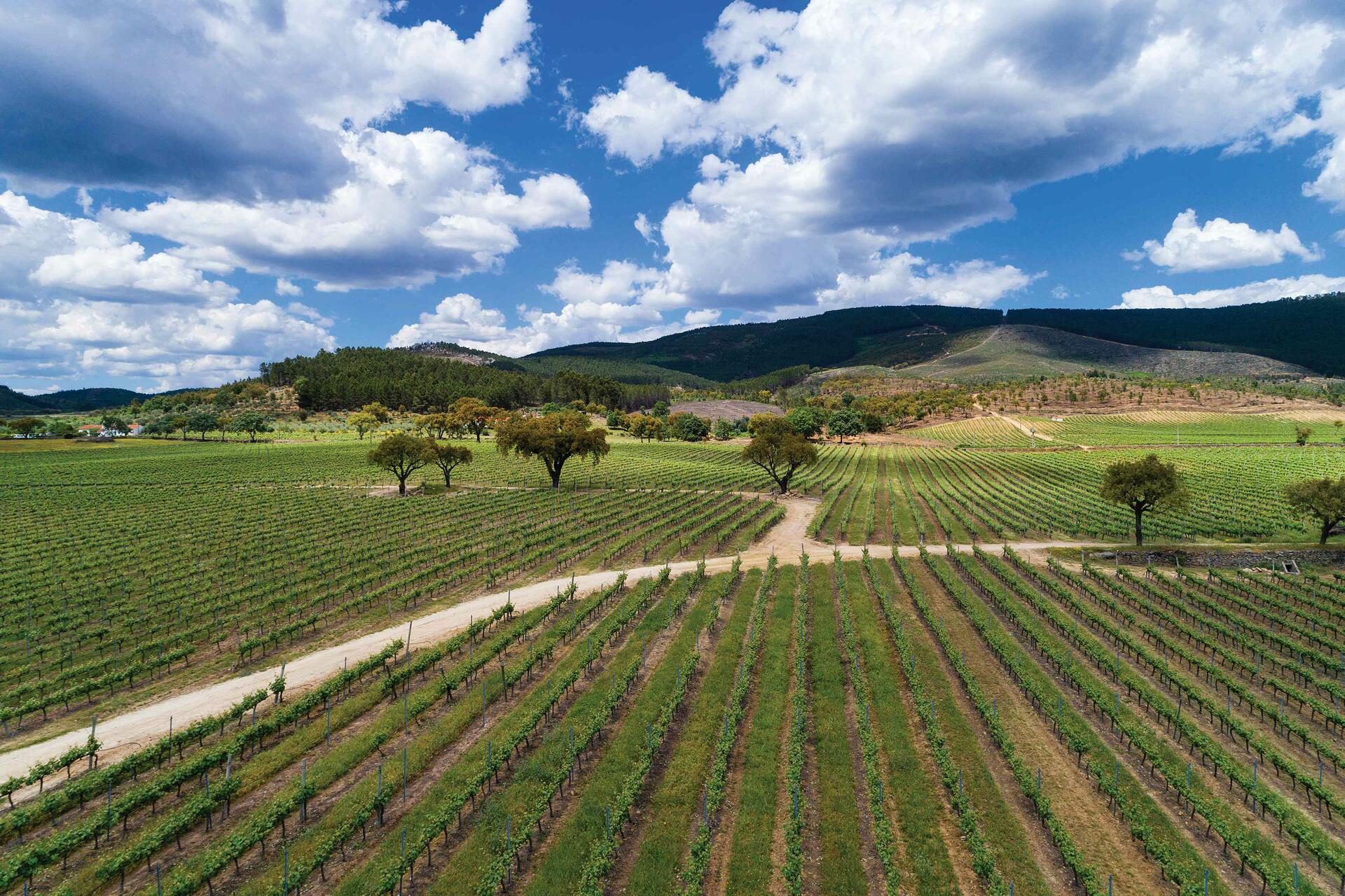 Quinta da Fonte Souto – Visita & Prova Clássica