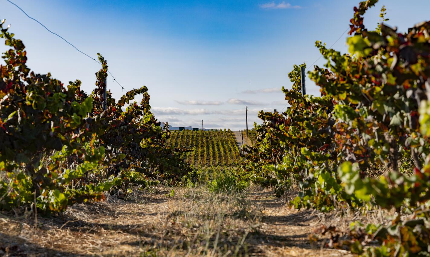 Quinta do Sampayo – Prova Clássica