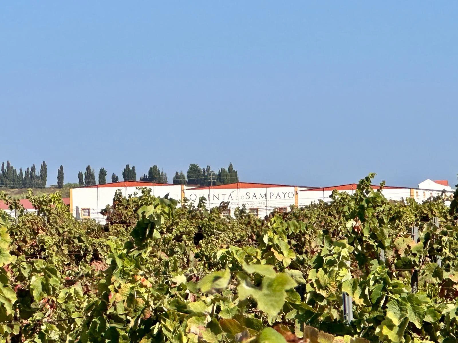 Quinta do Sampayo – Um Vinho Único, o Seu!