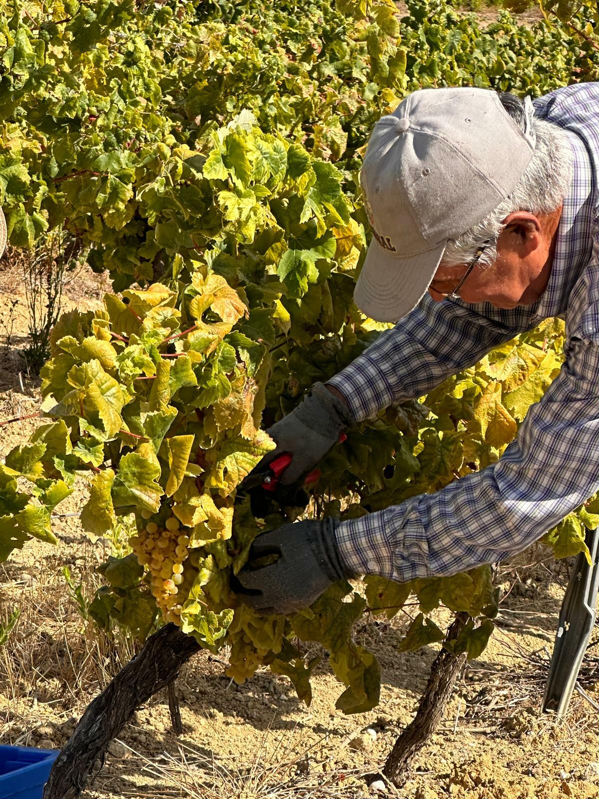 Quinta do Sampayo – Vindimar como um Vinhateiro