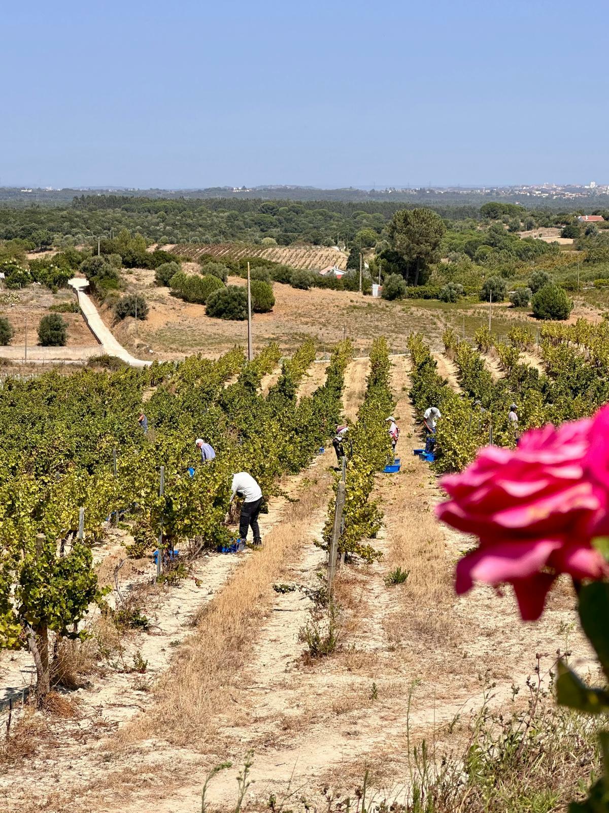 Quinta do Sampayo – Vindimar como um Vinhateiro