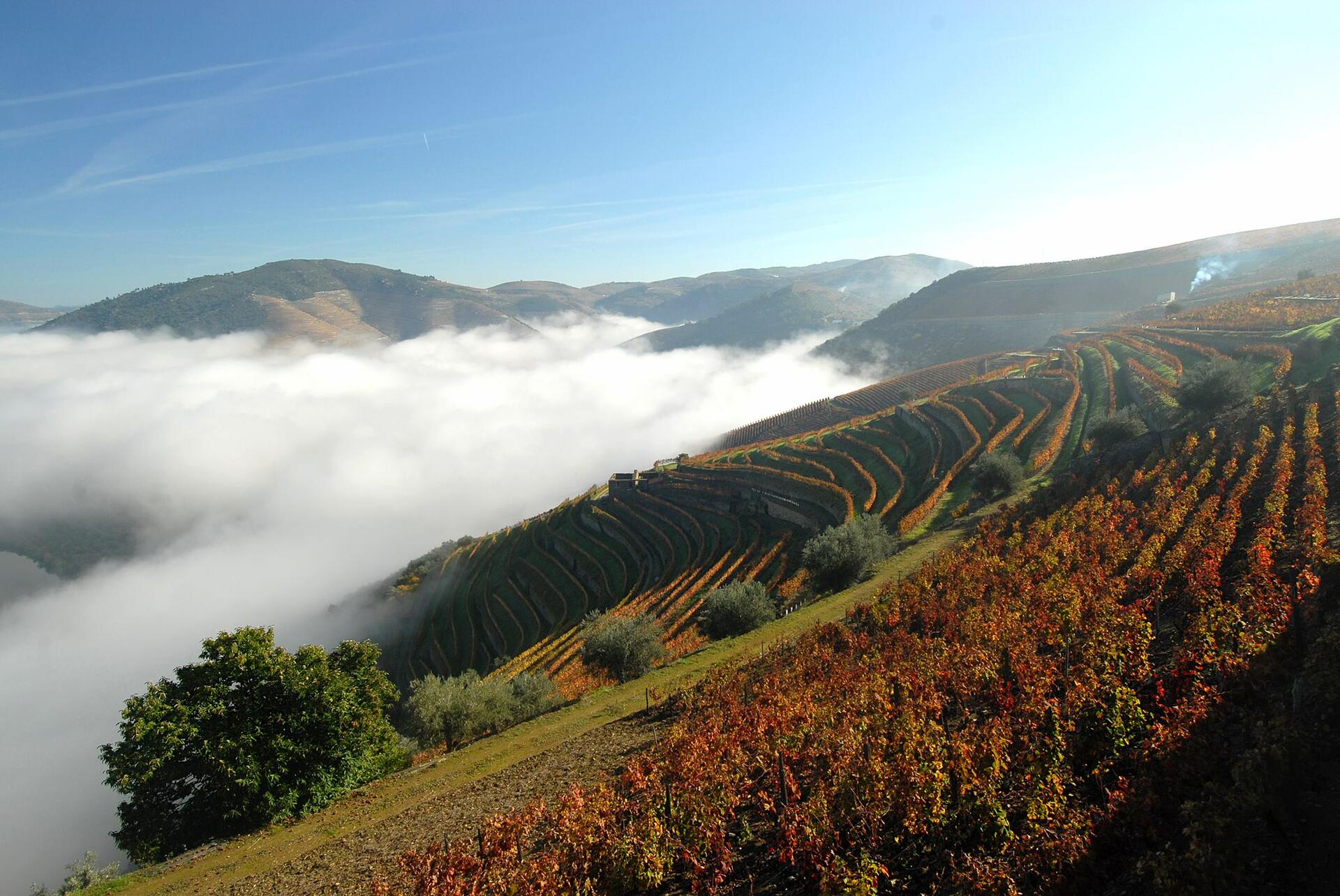 Quinta das Carvalhas – Vintage Tour